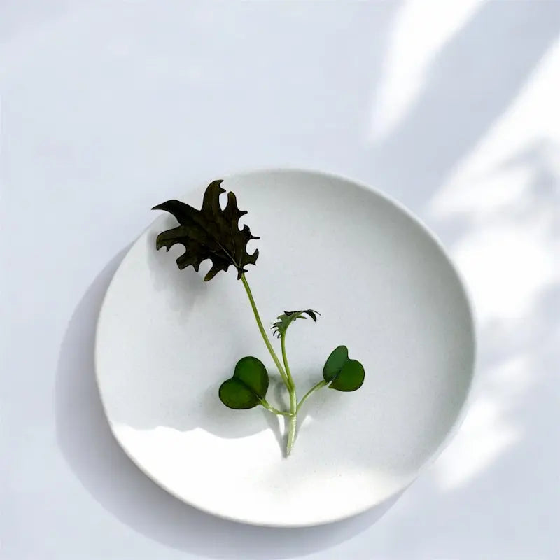 KX-1 Kale microgreens — Casa Verde Microfarm