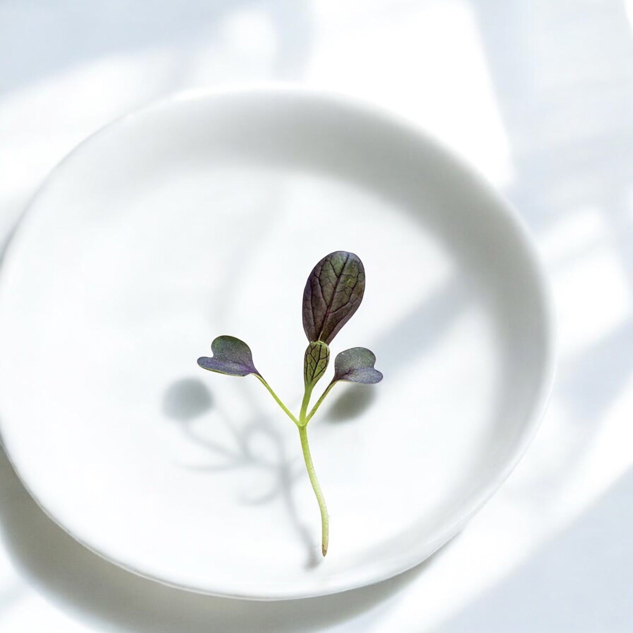 Red Bok Choy microgreens — Casa Verde Microfarm