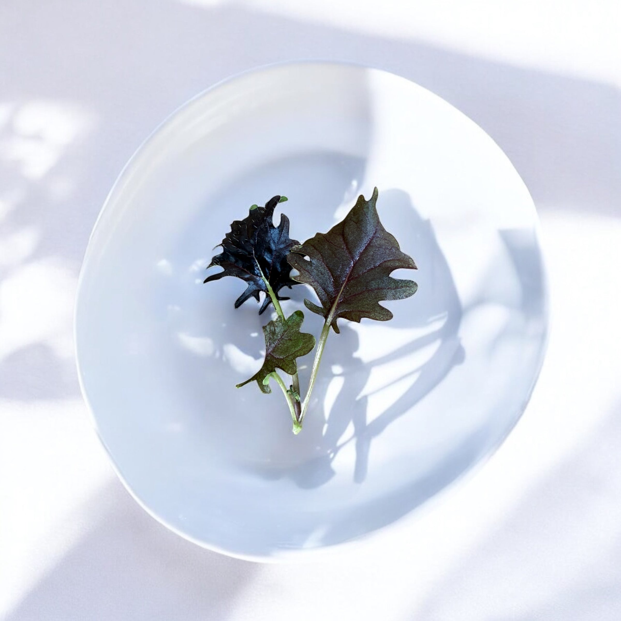 Komatsuna Mustard microgreens — Casa Verde Microfarm