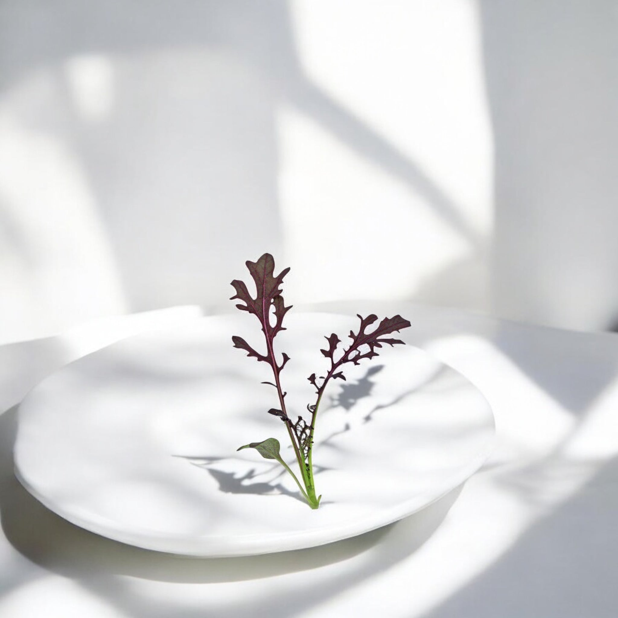 Ruby Streaks Mustard microgreens — Casa Verde Microfarm