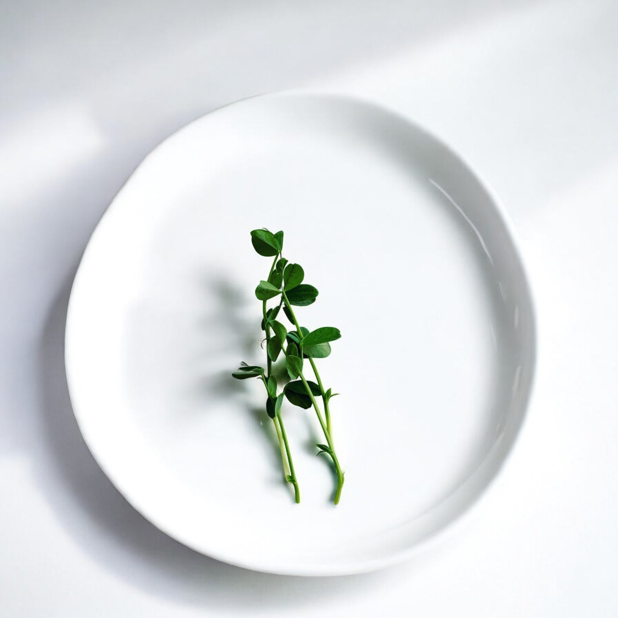 Speckled Peas microgreens — Casa Verde Microfarm