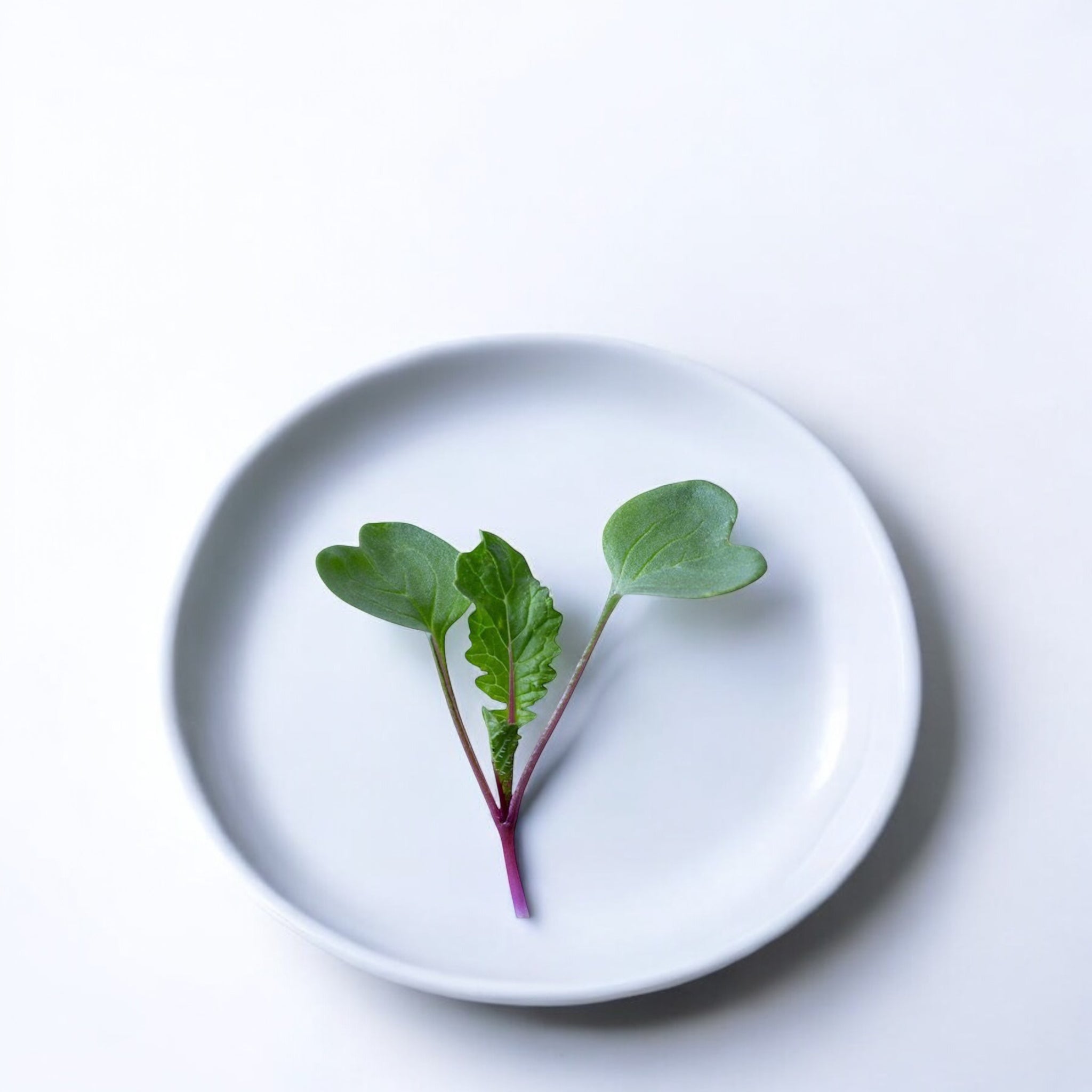 Triton Radish microgreens — Casa Verde Microfarm