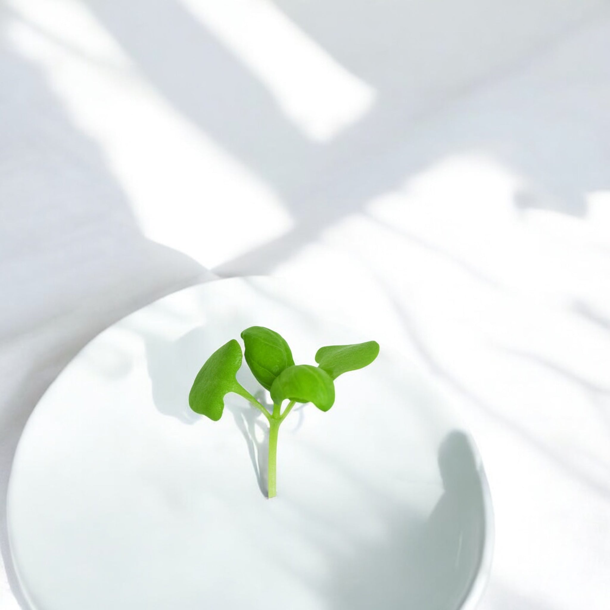 Basil Genovese microgreens — Casa Verde Microfarm