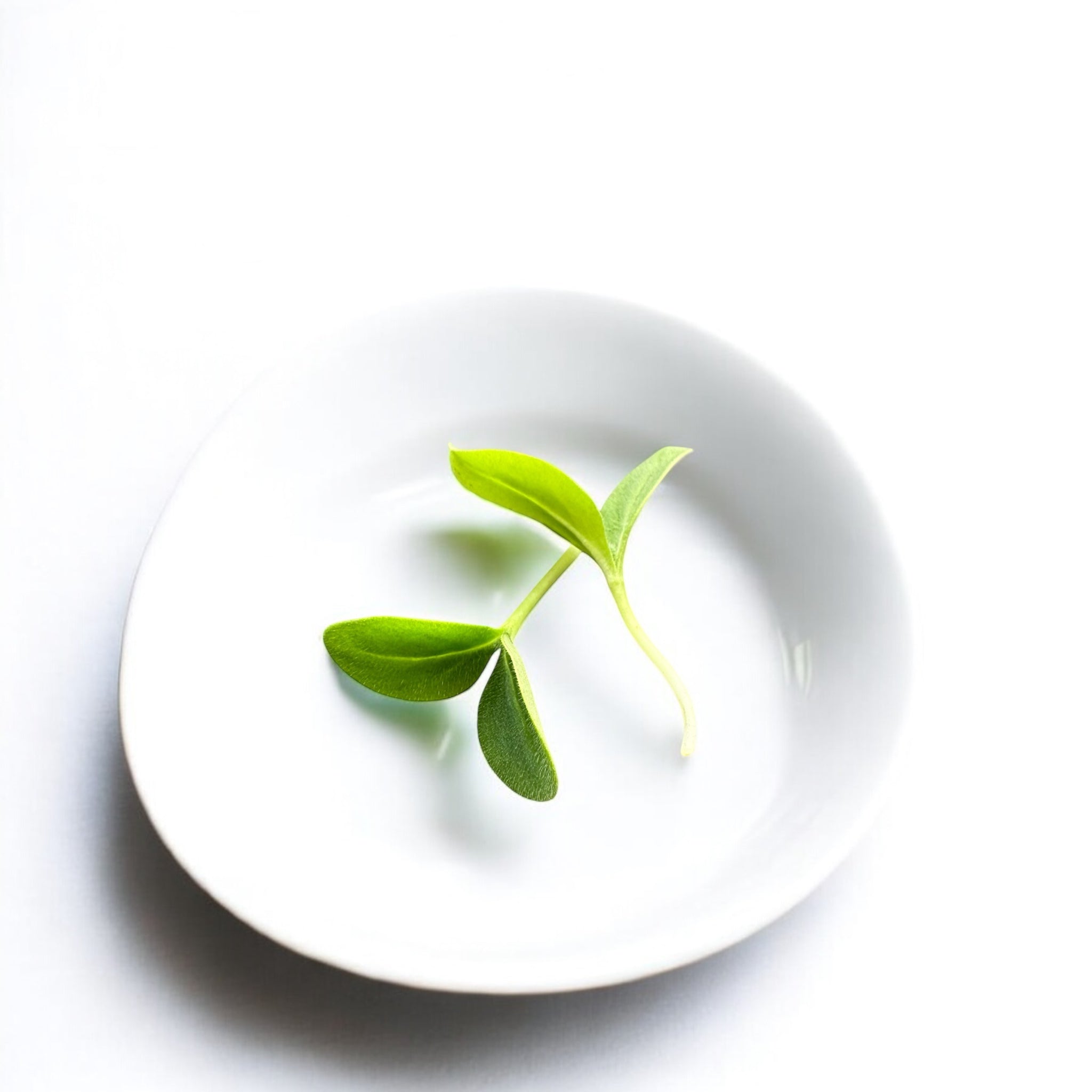 Borage microgreens — Casa Verde Microfarm