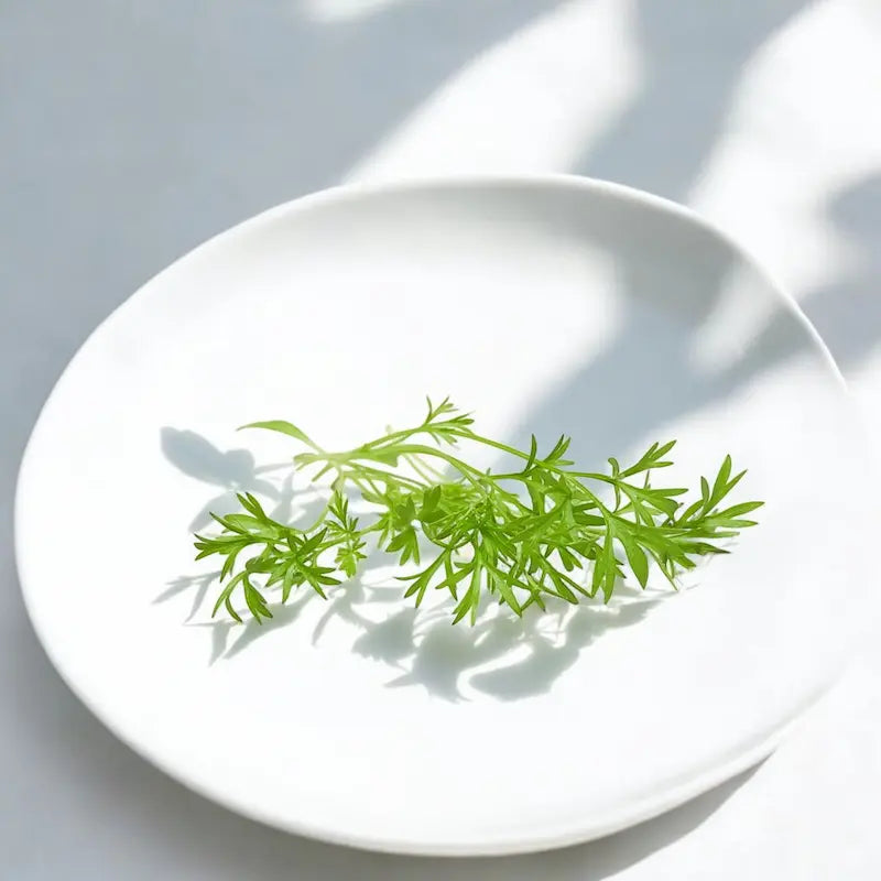 Confetti Coriander microgreens — Casa Verde Microfarm