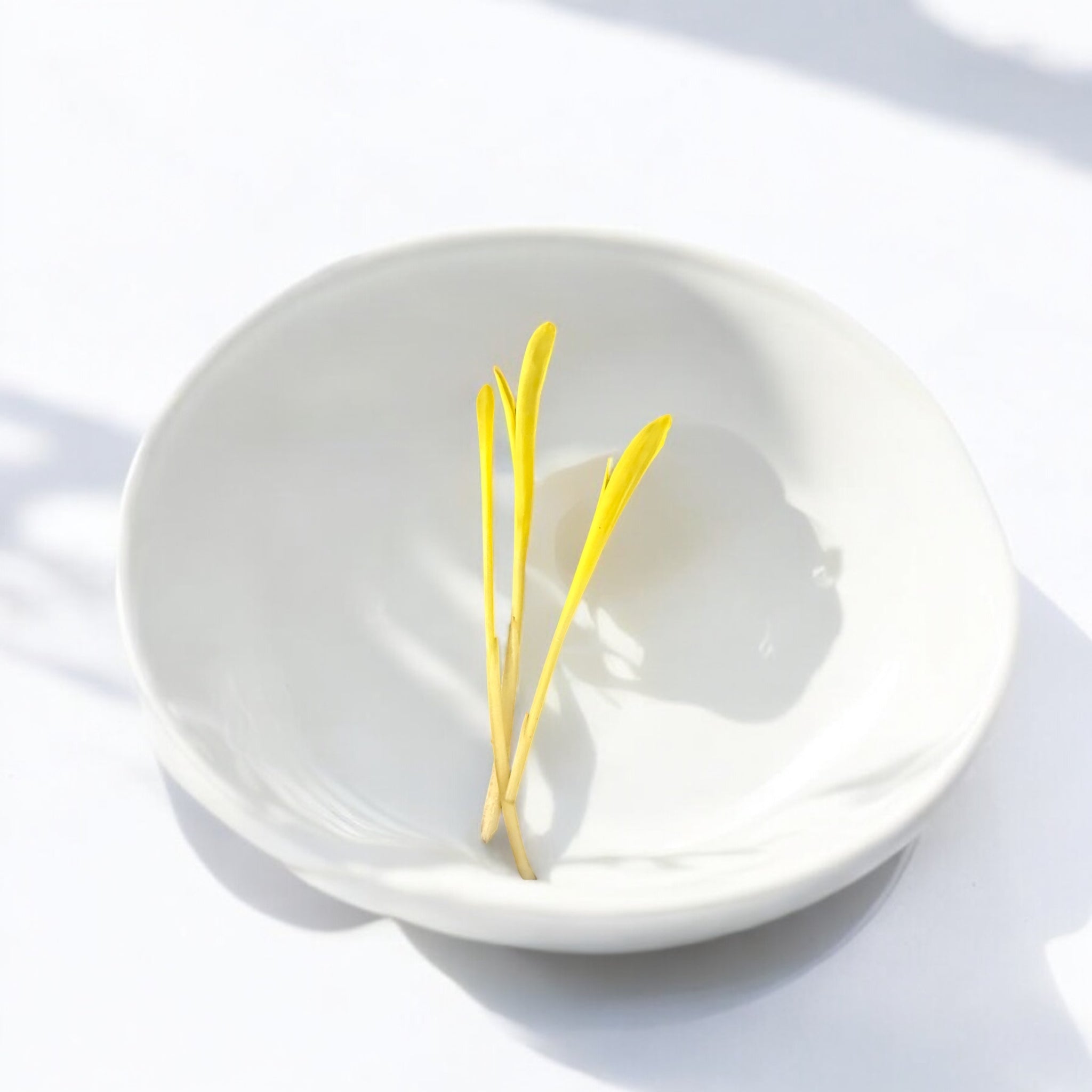 Corn Shoots microgreens — Casa Verde Microfarm