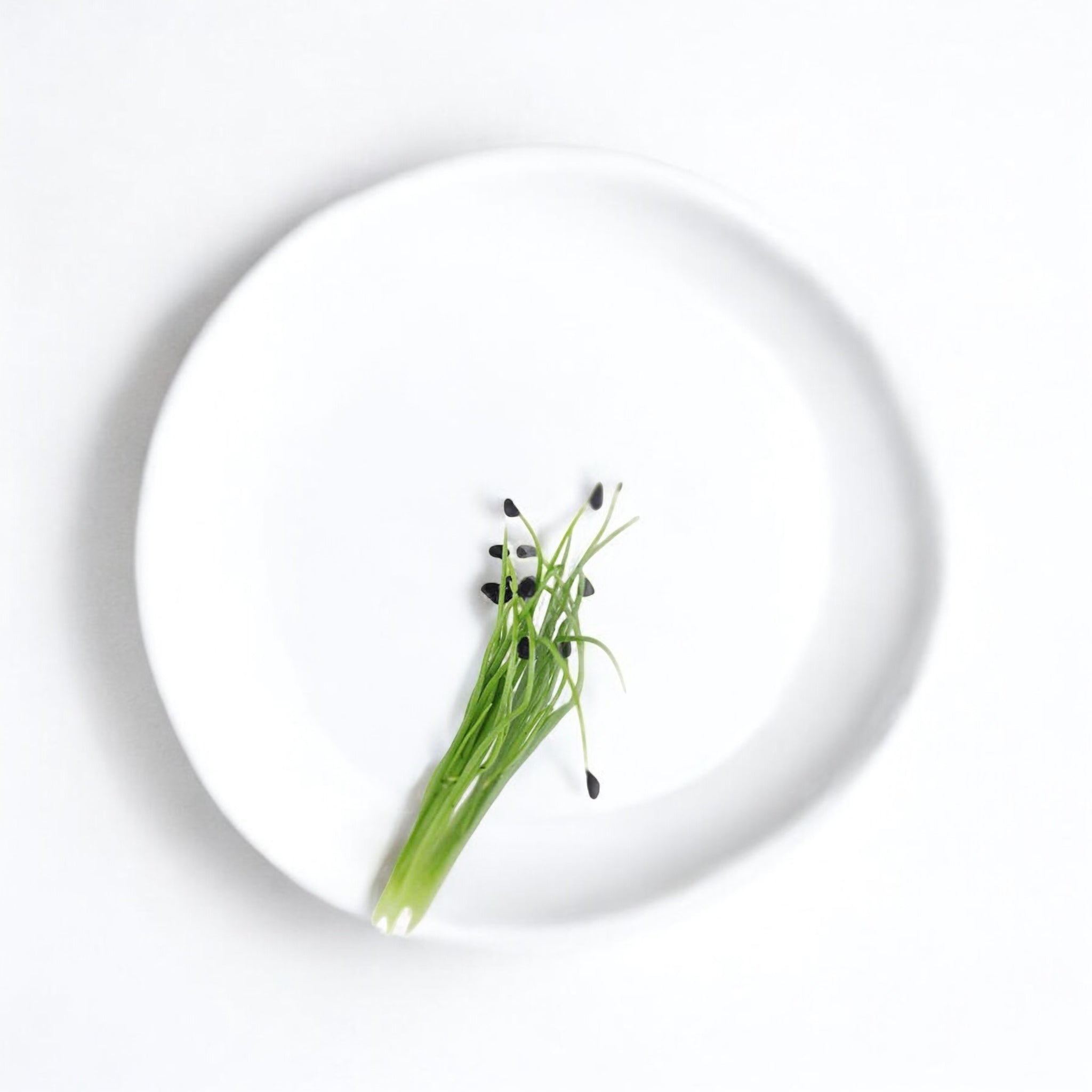 Garlic Chives microgreens — Casa Verde Microfarm