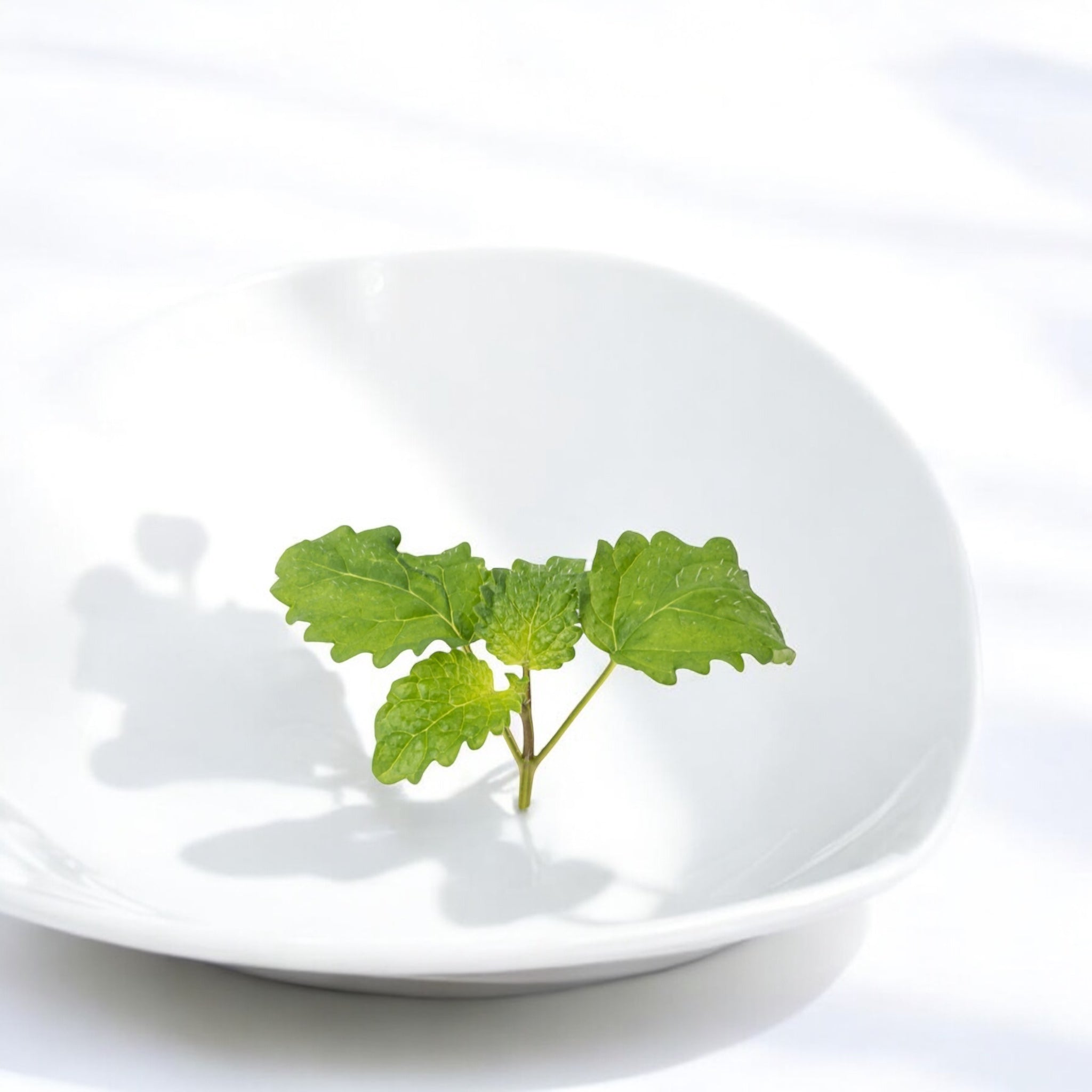 Lemon Balm microgreens — Casa Verde Microfarm