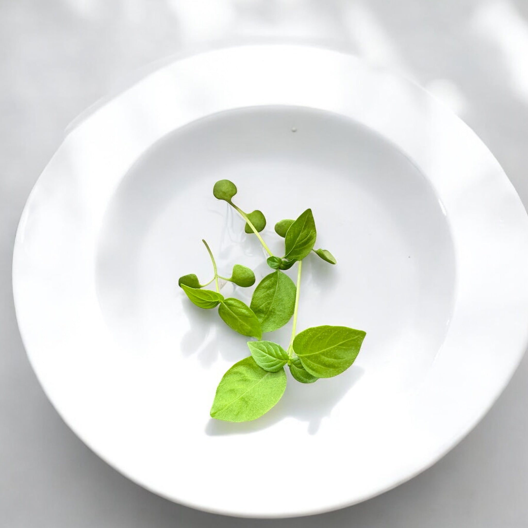 Lemon Basil microgreens — Casa Verde Microfarm