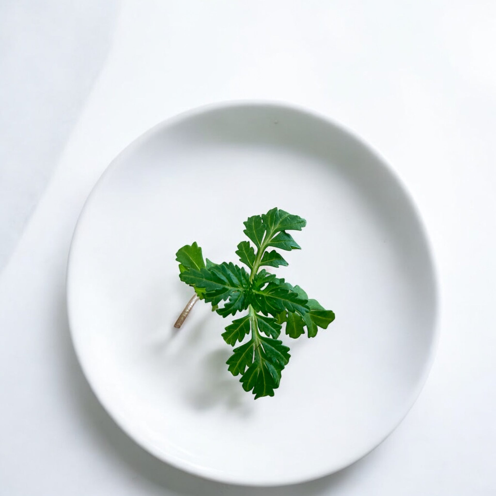 Marigold Gem microgreens — Casa Verde Microfarm