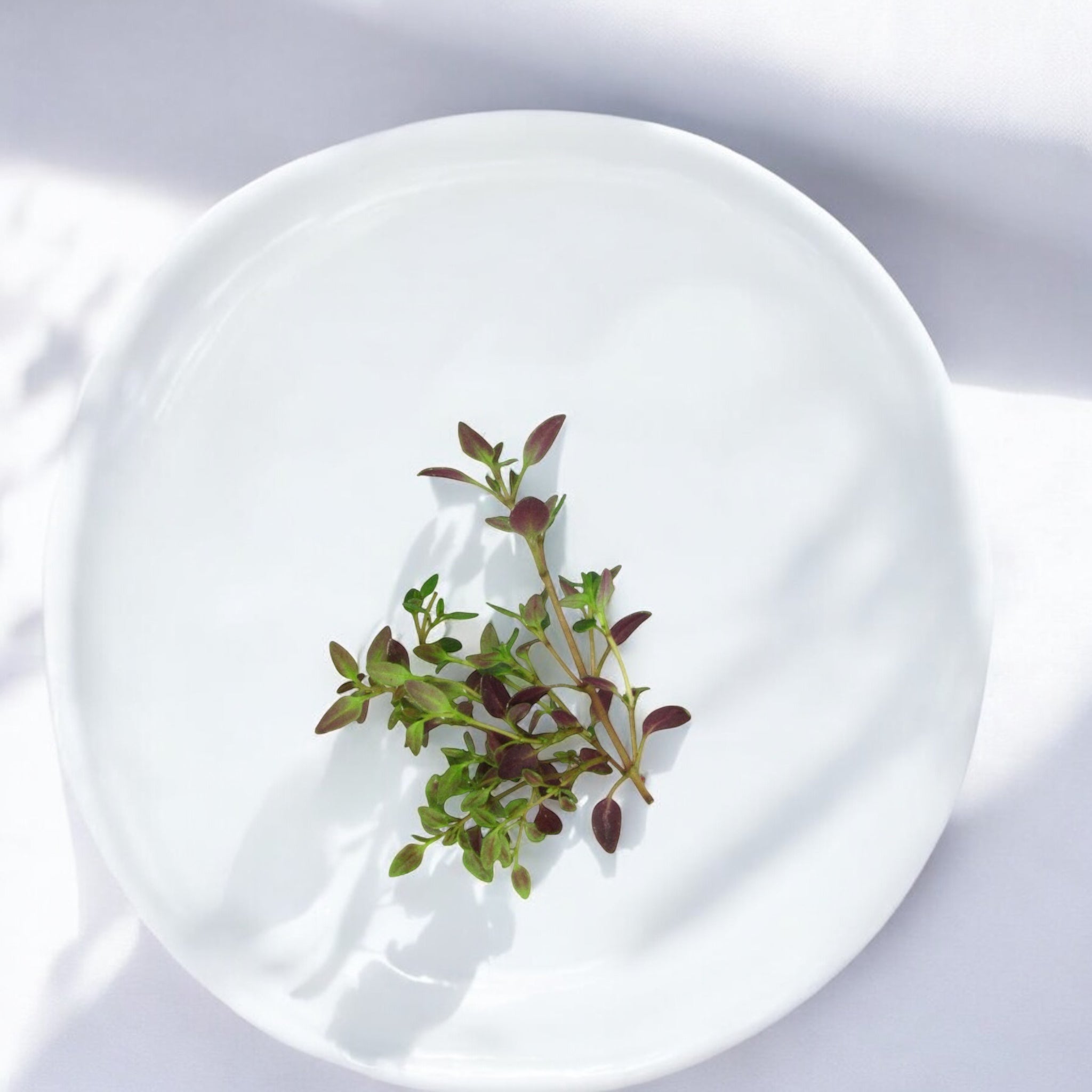 Micro Thyme microgreens — Casa Verde Microfarm