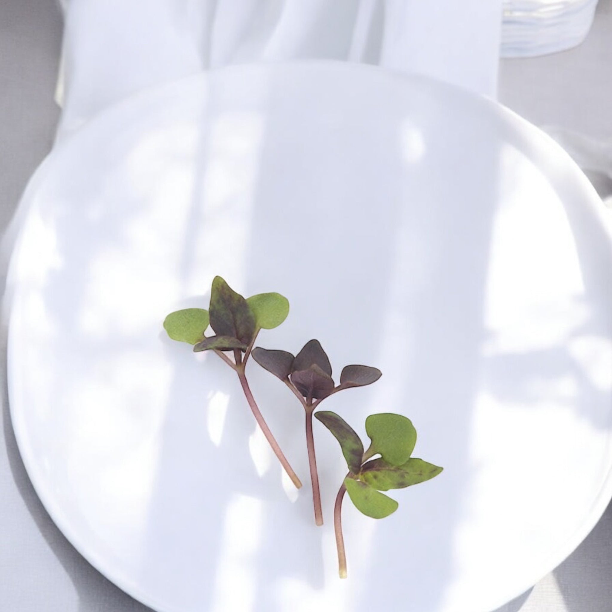 Mixed Basil (Stage 1) microgreens — Casa Verde Microfarm