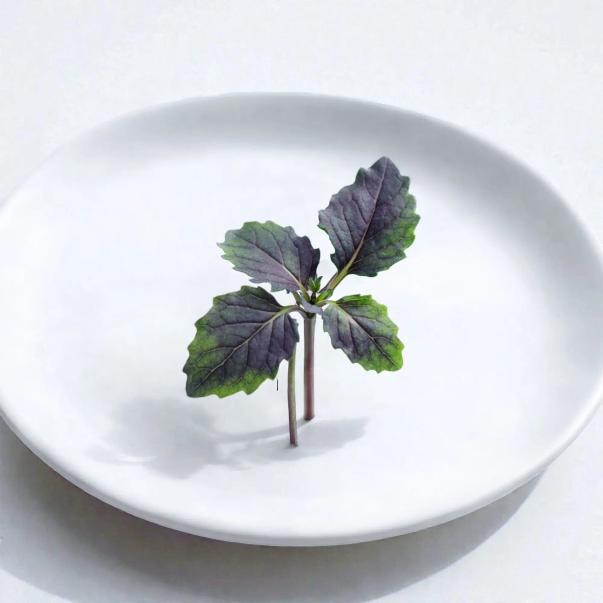 Moonshadow Ethiopian Kale (Mini Stage) microgreens — Casa Verde Microfarm