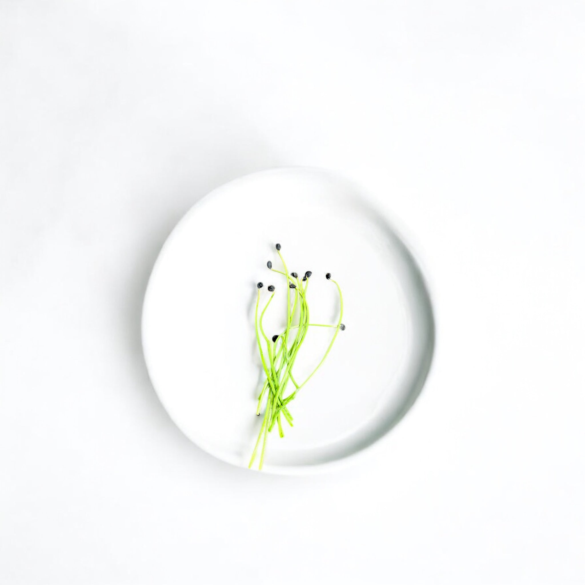 Onion microgreens — Casa Verde Microfarm