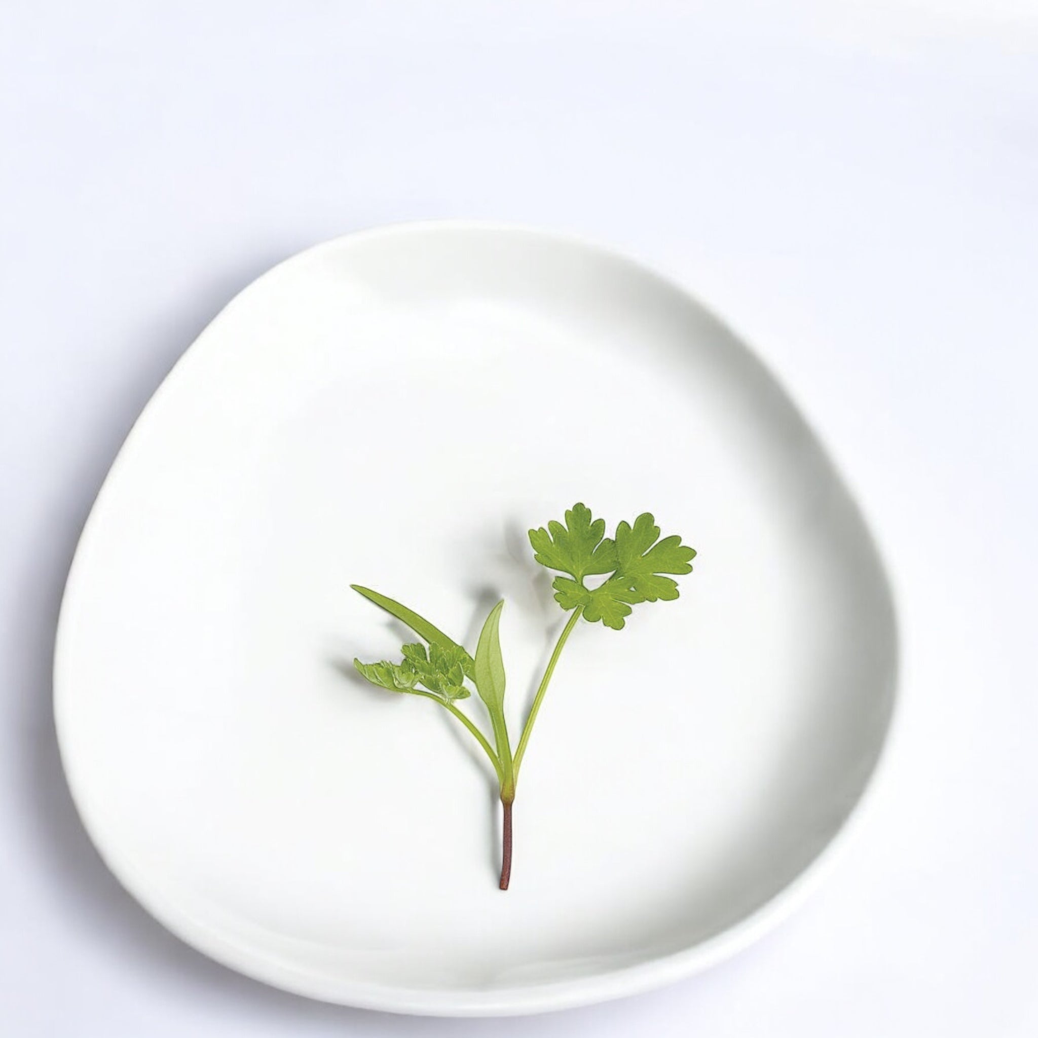 Parsley microgreens — Casa Verde Microfarm