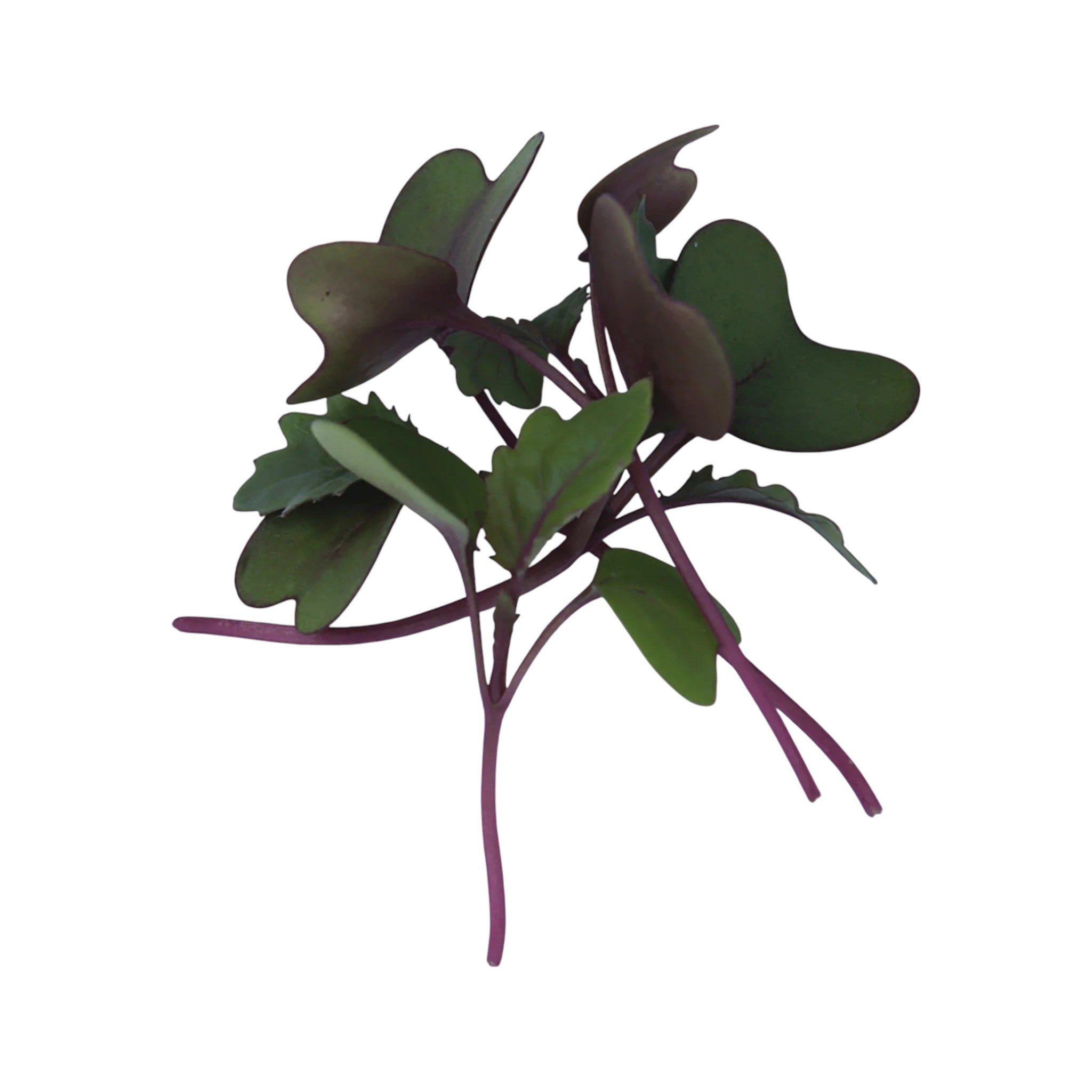 Purple Kohlrabi microgreens — Casa Verde Microfarm