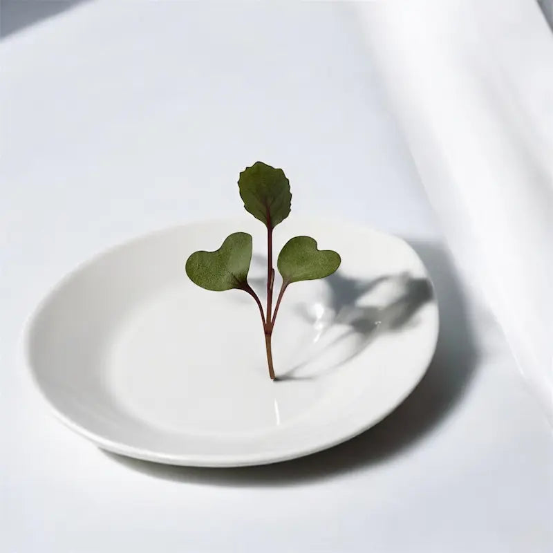Red Acre Cabbage microgreens — Casa Verde Microfarm
