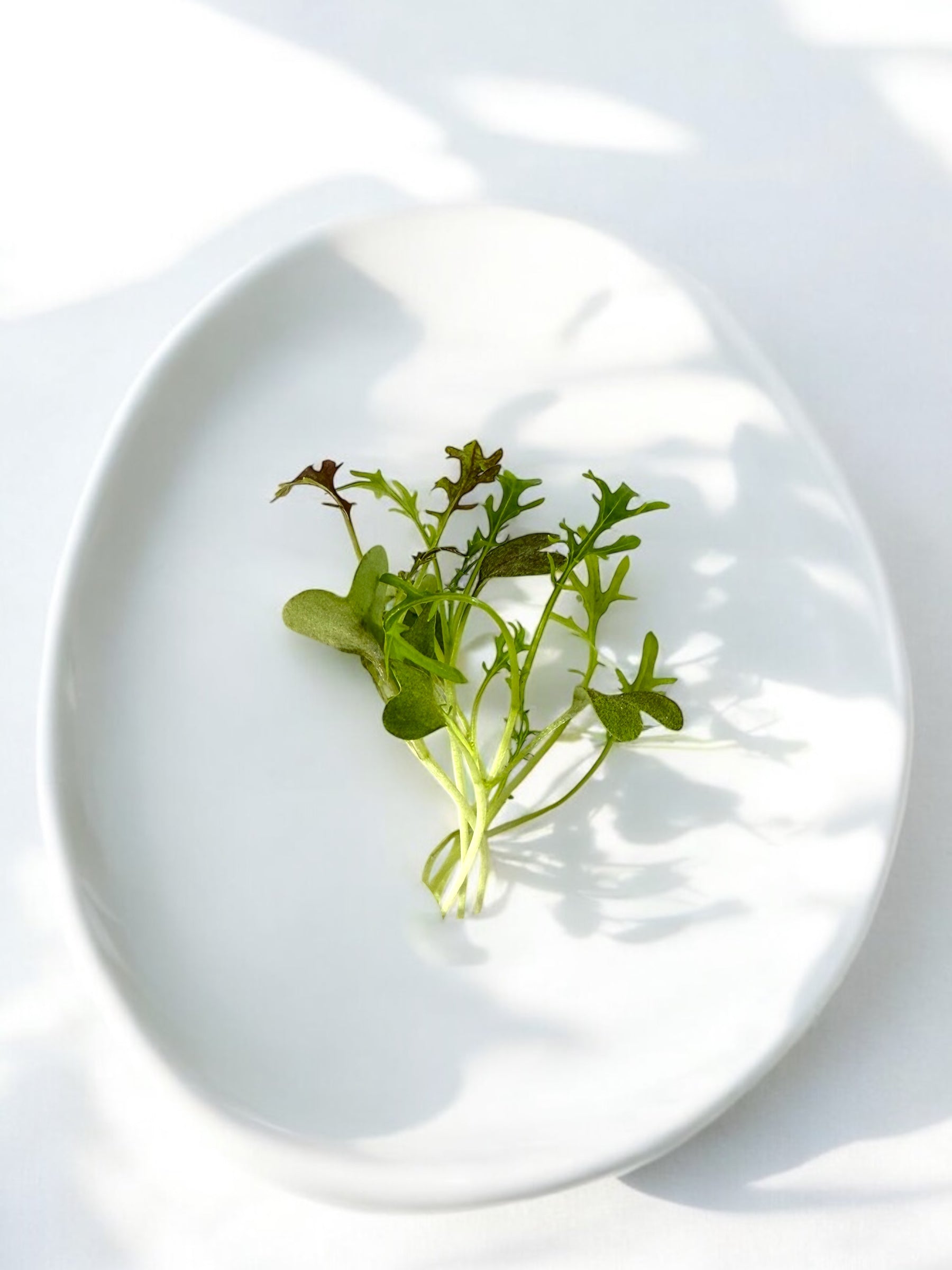 Mizuna Red microgreens — Casa Verde Microfarm