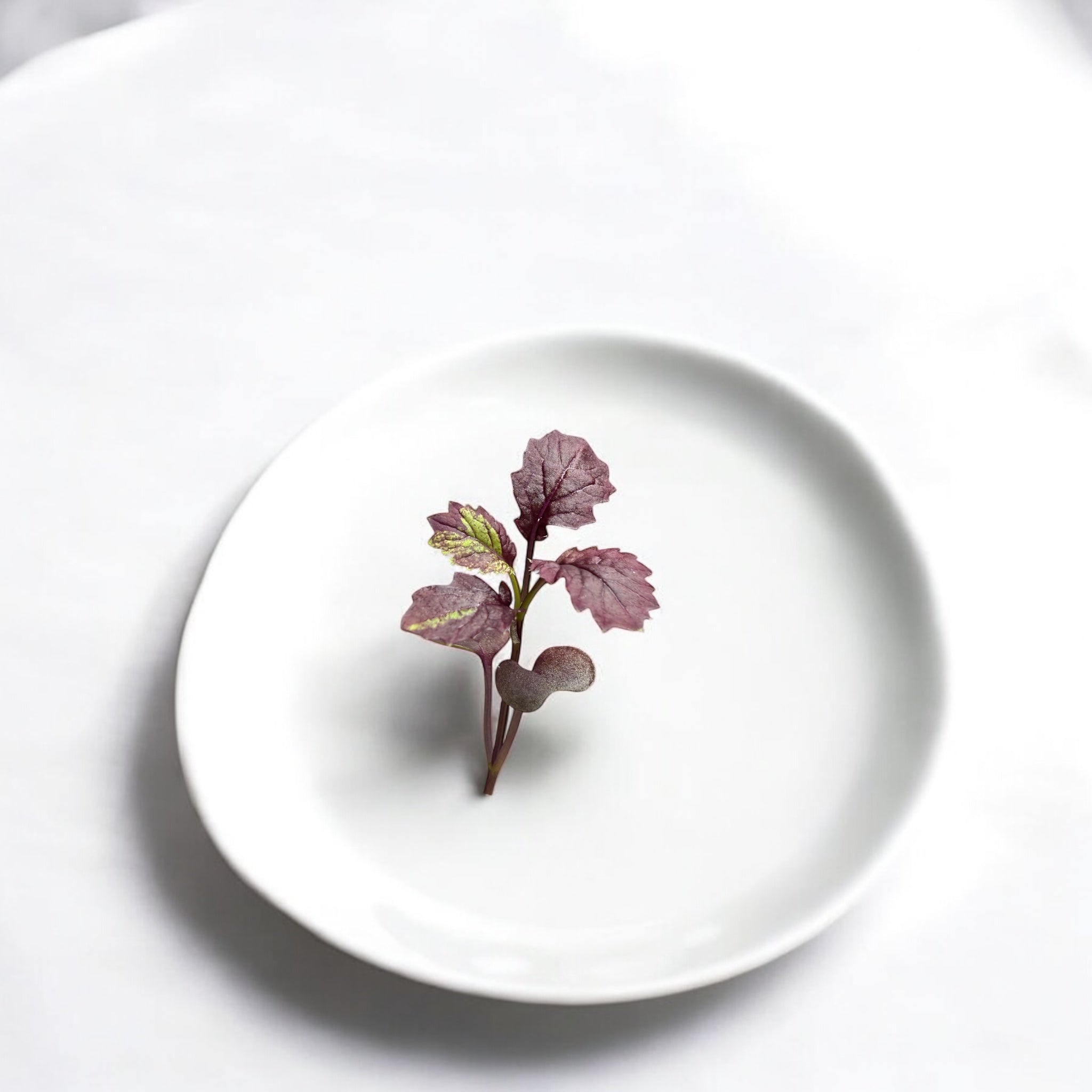 Miz America Red Mustard microgreens — Casa Verde Microfarm