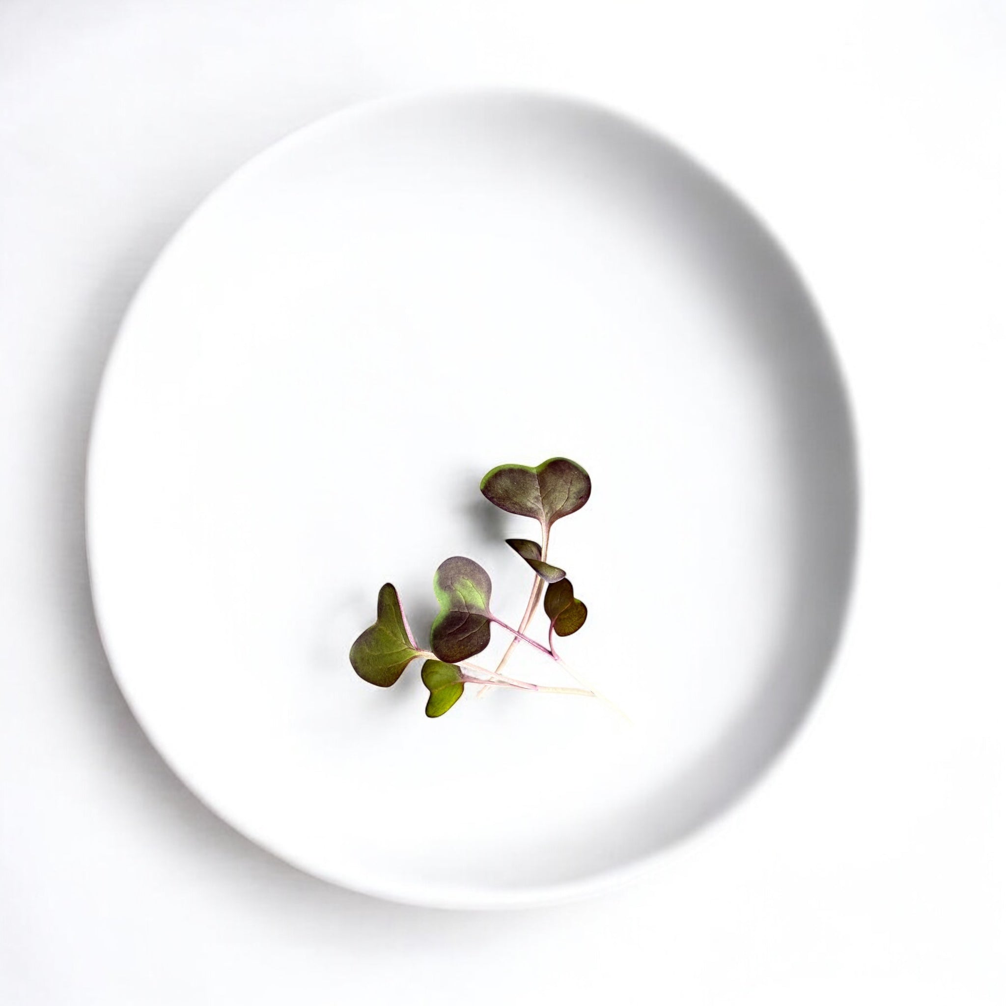 Red Radish microgreens — Casa Verde Microfarm