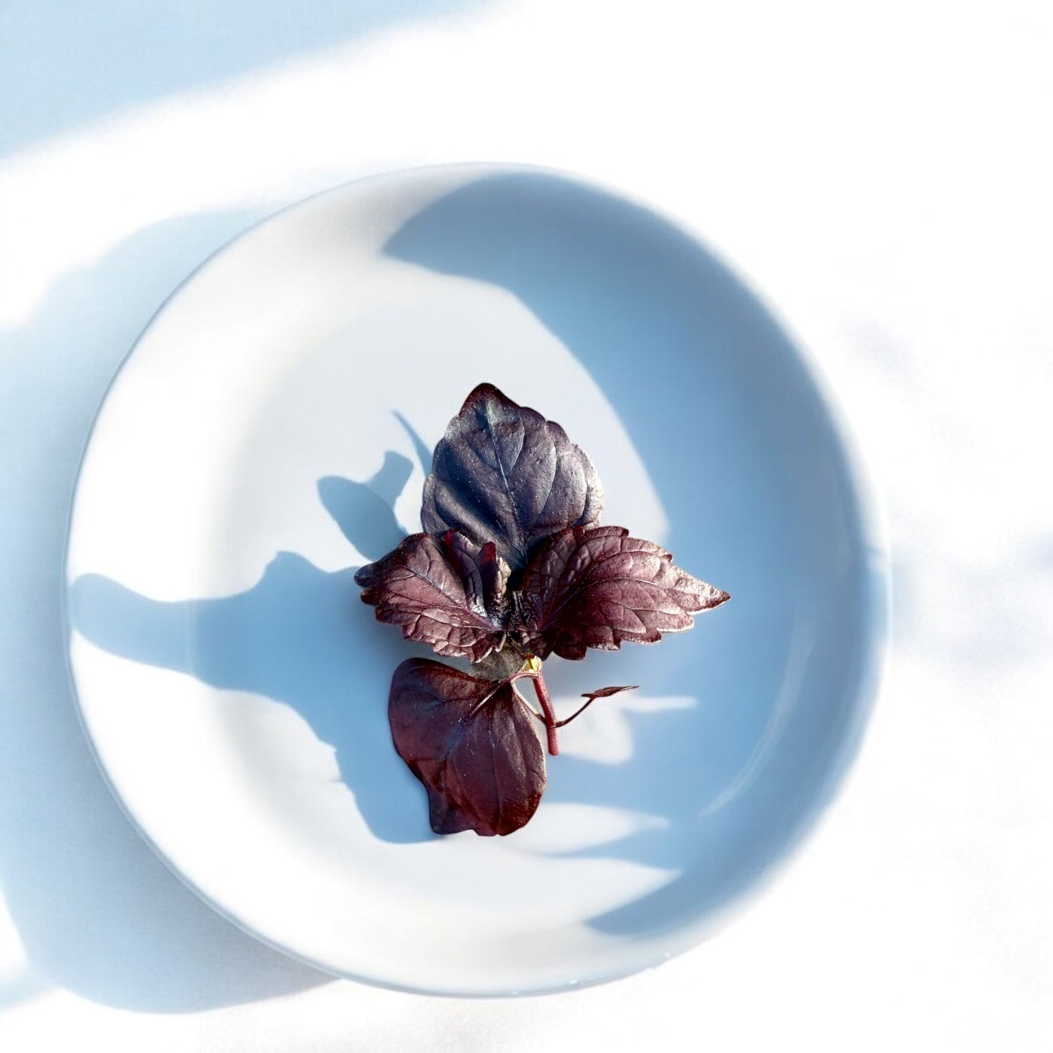 Red Shiso microgreens — Casa Verde Microfarm