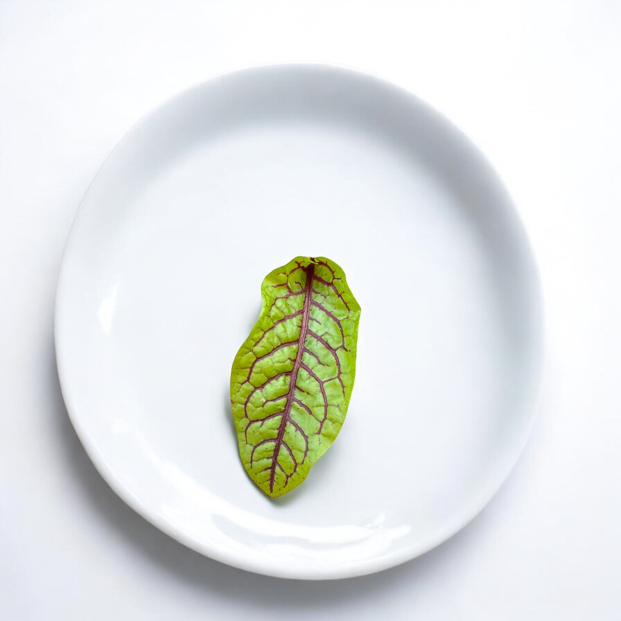 Red Vein Sorrel microgreens — Casa Verde Microfarm