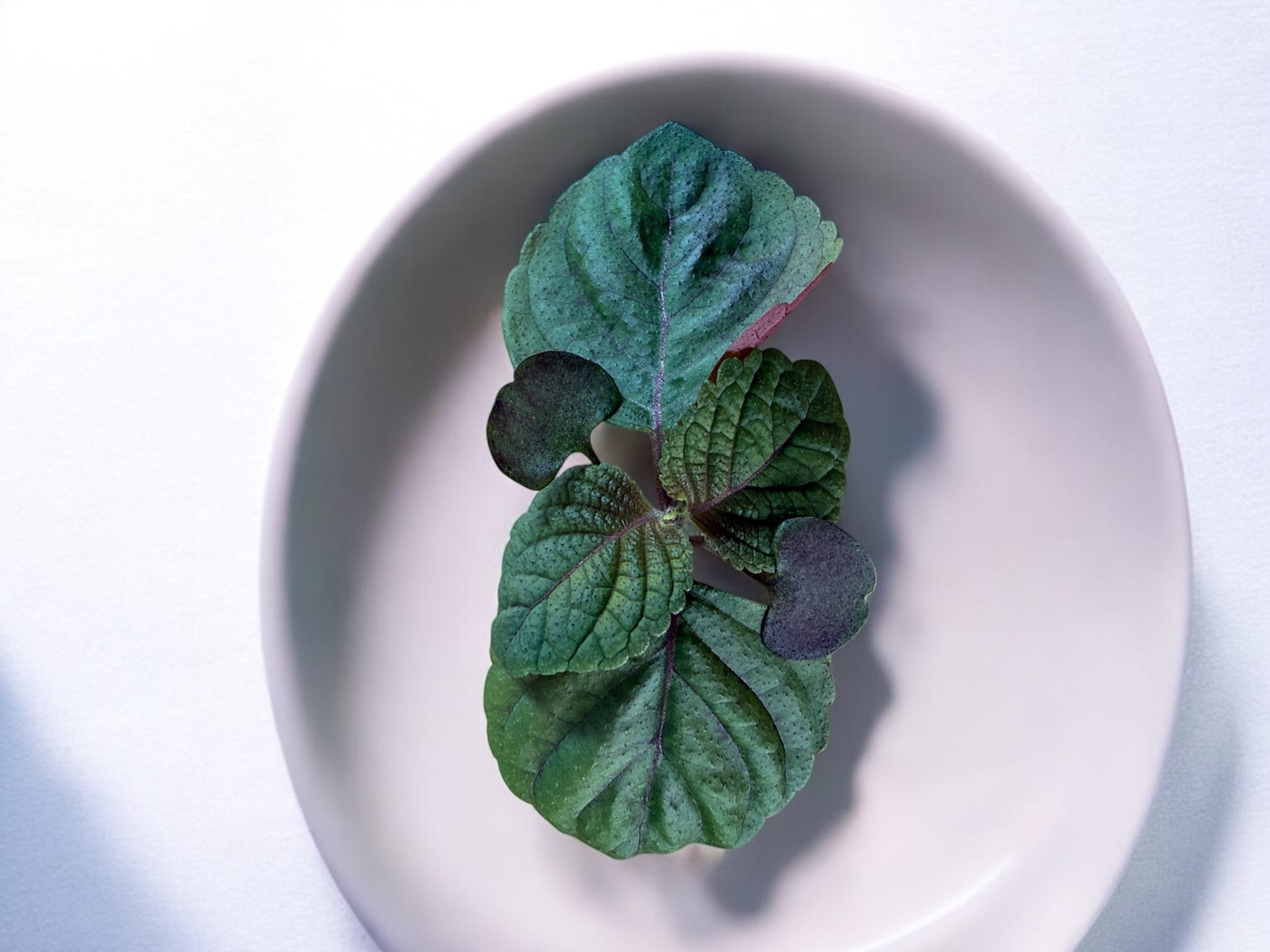 Shiso Britton microgreens — Casa Verde Microfarm