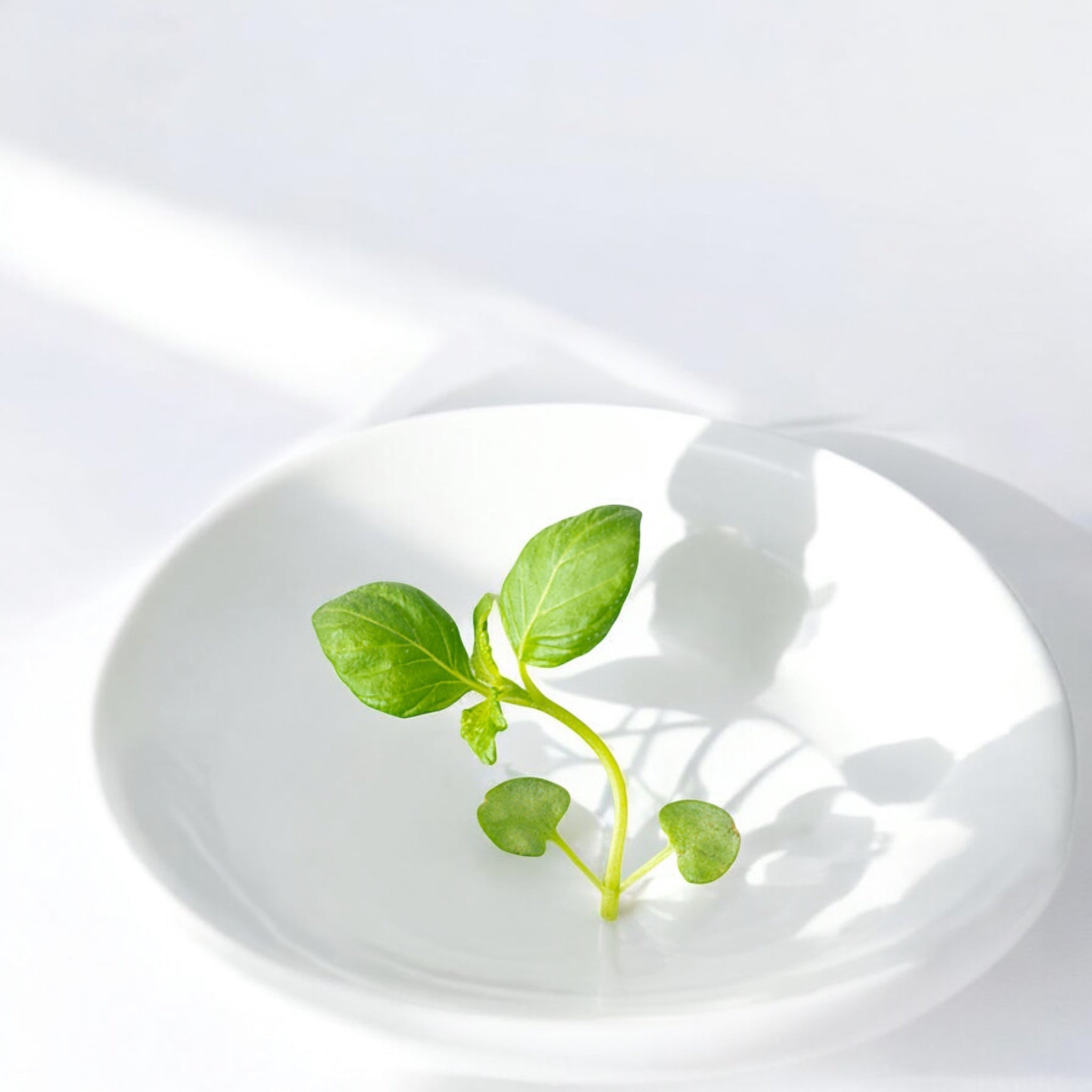 Green Shiso Parilla microgreens — Casa Verde Microfarm