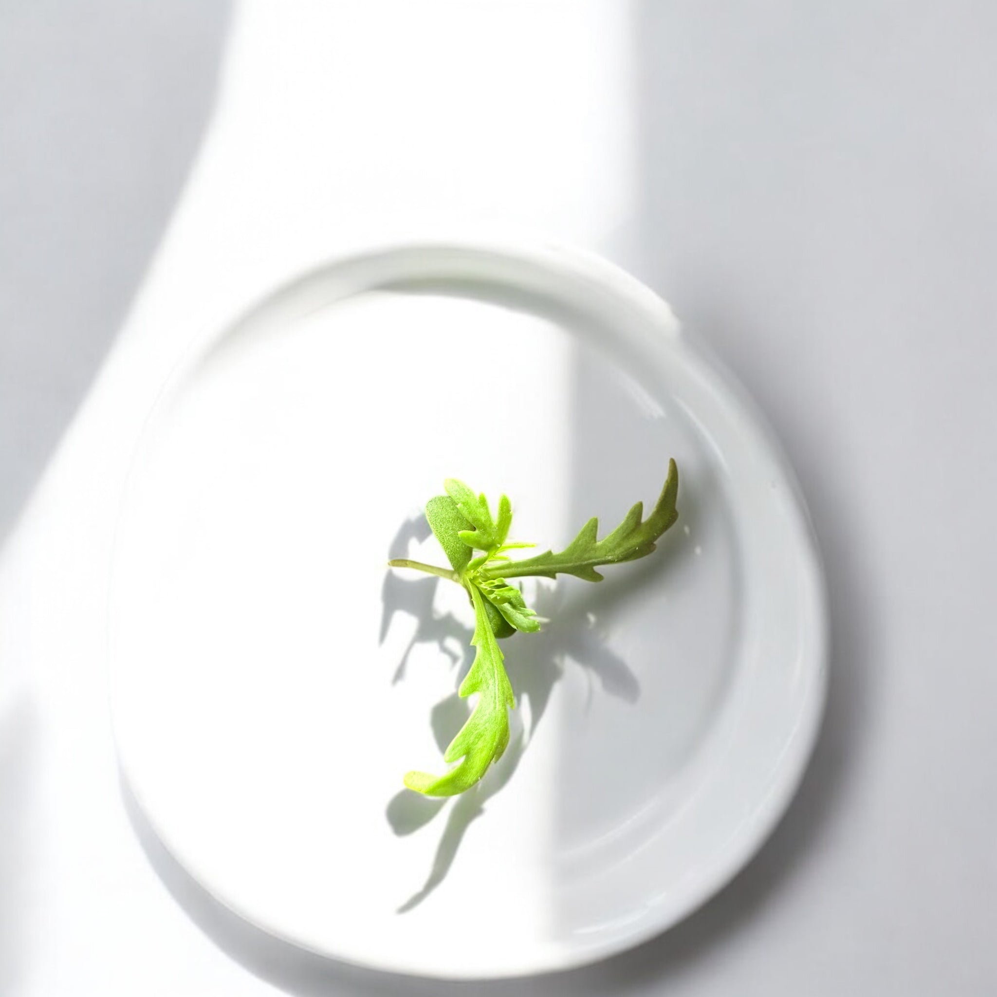 Shungiku microgreens — Casa Verde Microfarm