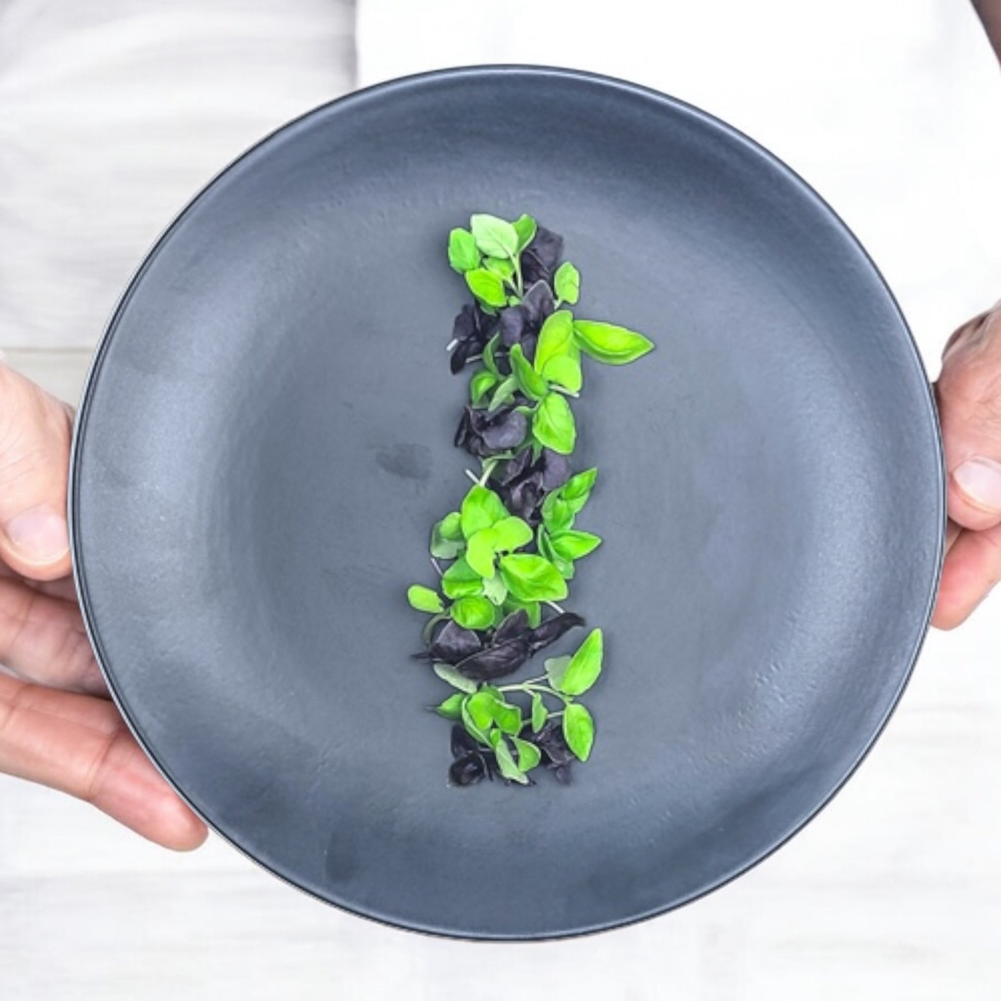 Mixed Basil (Stage 2) microgreens — Casa Verde Microfarm