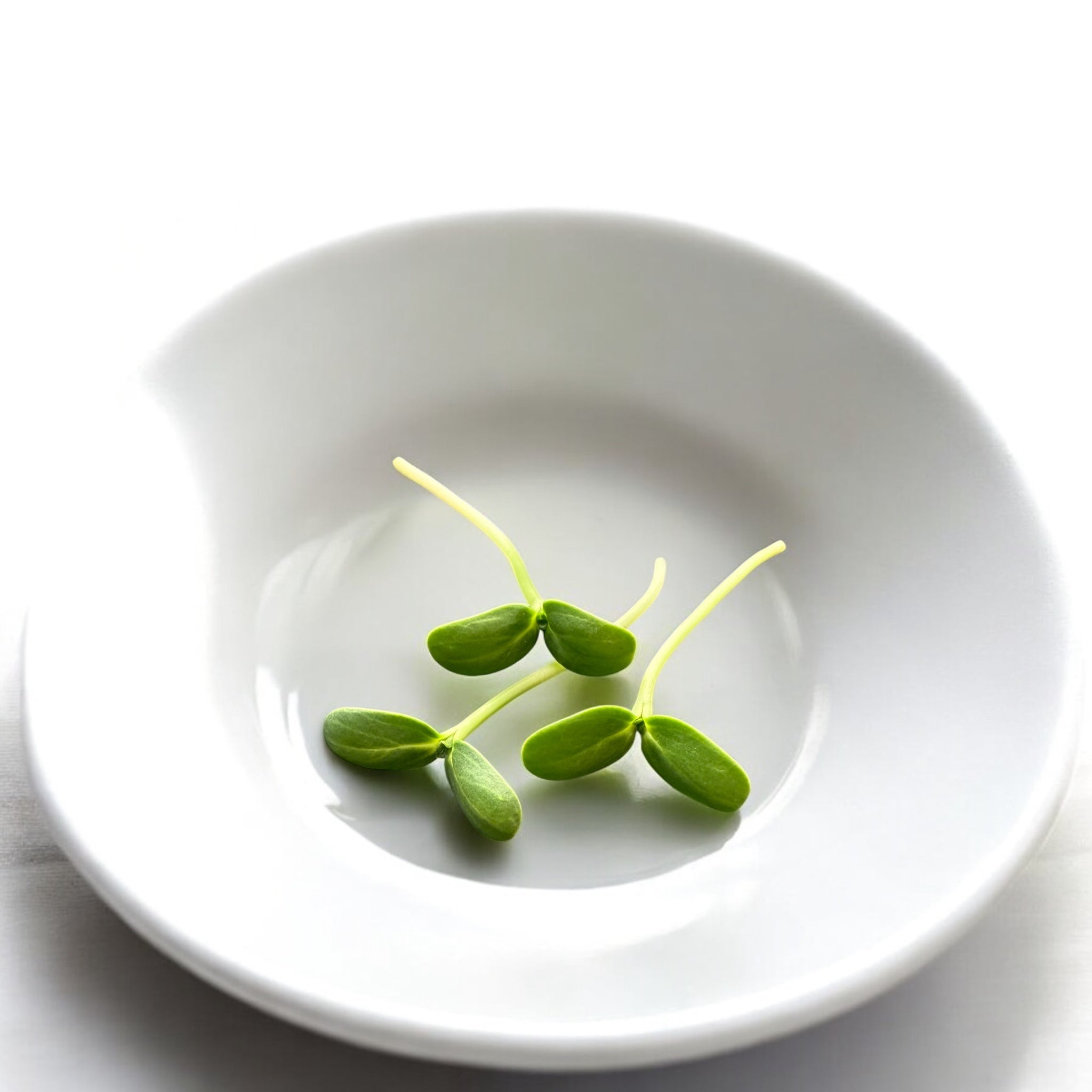 Sunflower microgreens — Casa Verde Microfarm