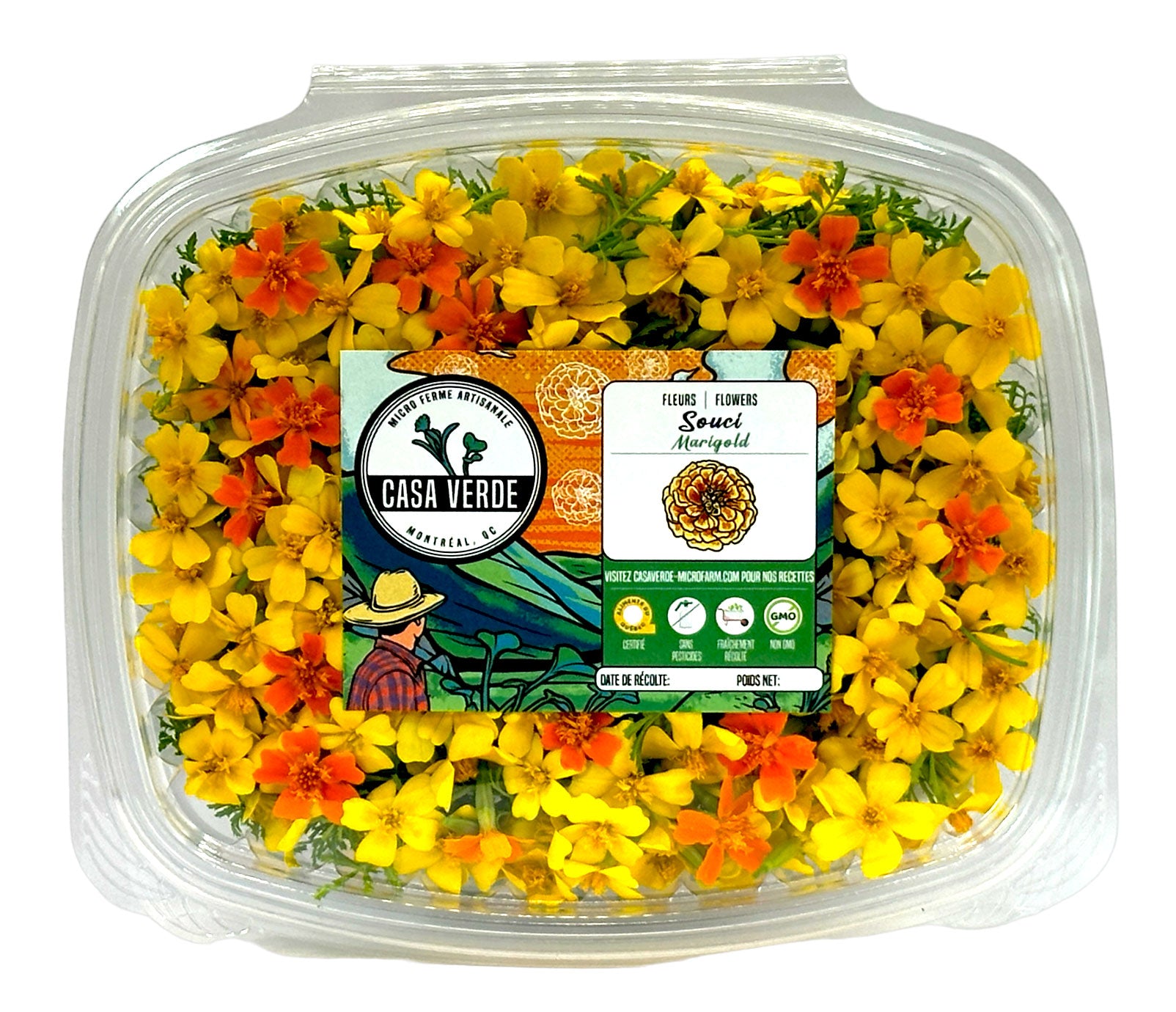 Marigold Lemon Gem Signet Edible Flowers microgreens — Casa Verde Microfarm