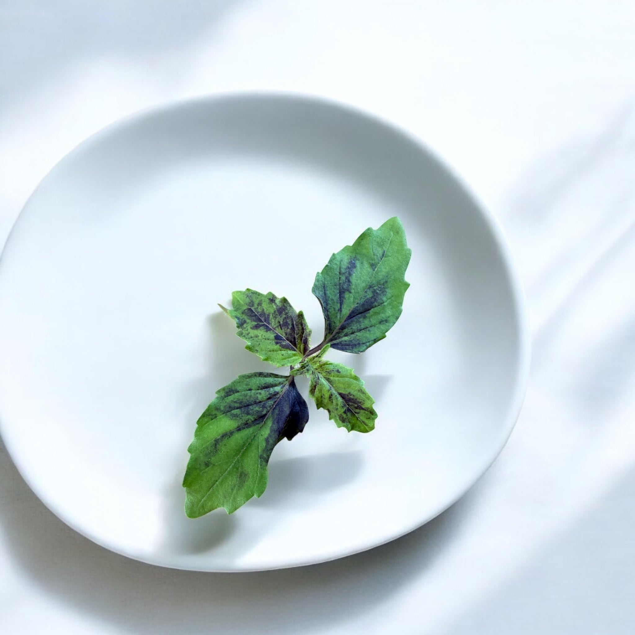 Thai Basil microgreens — Casa Verde Microfarm