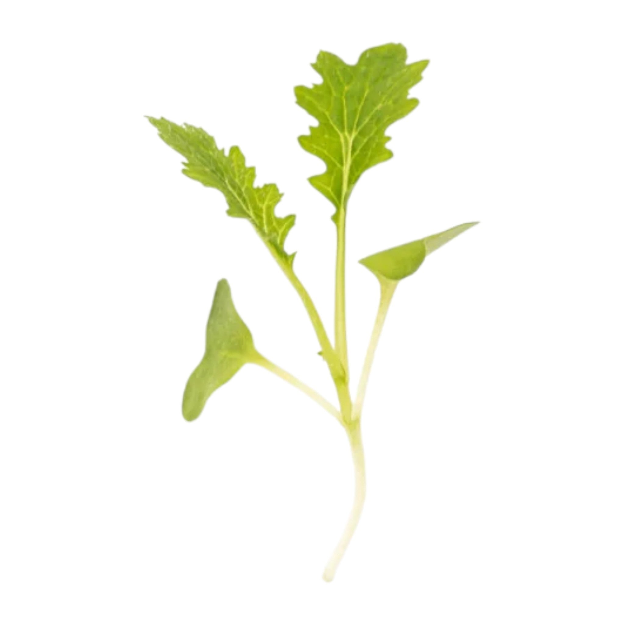 Wasabi Mustard microgreens — Casa Verde Microfarm