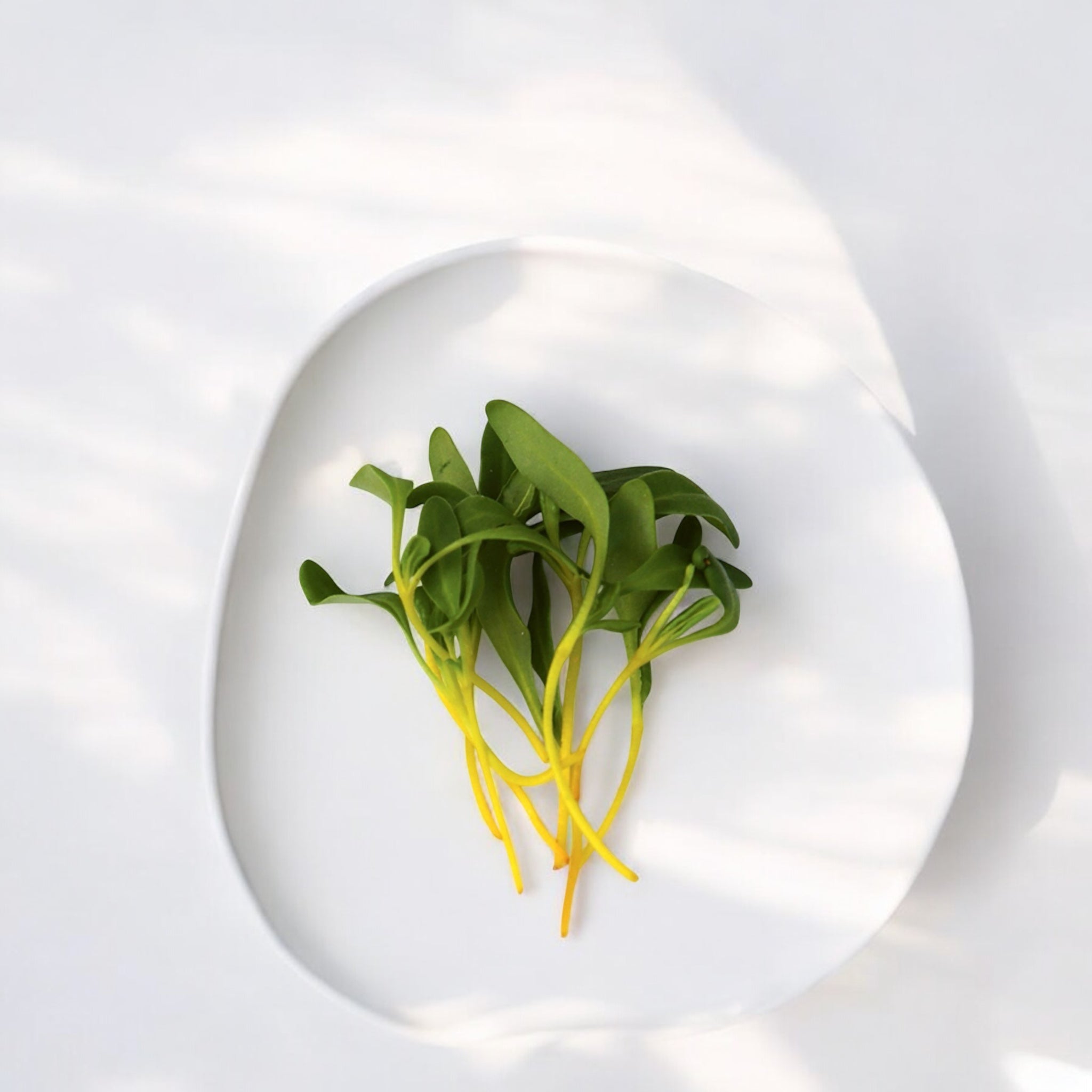 Yellow Swiss Chard microgreens — Casa Verde Microfarm