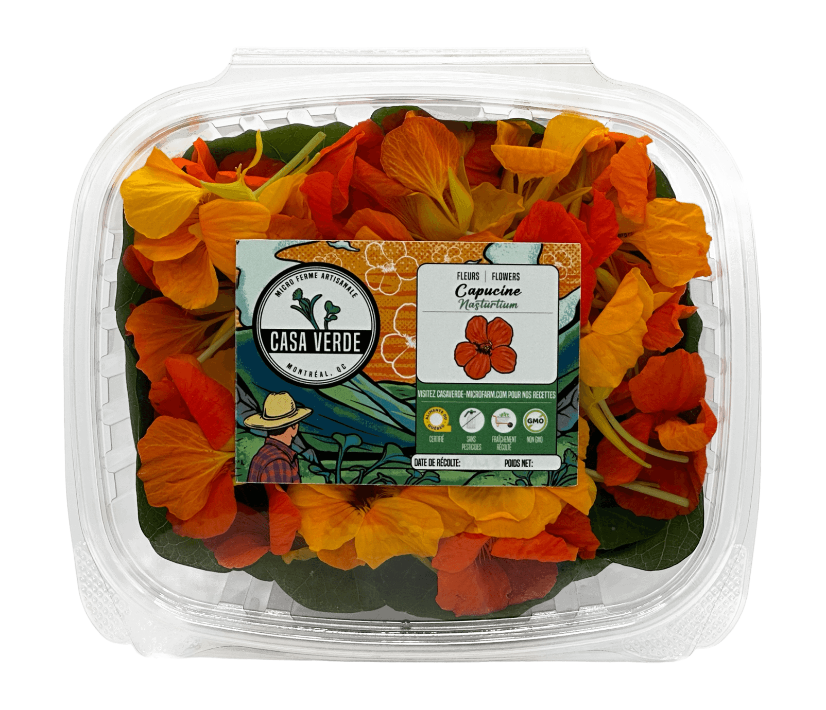 Nasturtium African Mix Edible Flowers microgreens — Casa Verde Microfarm