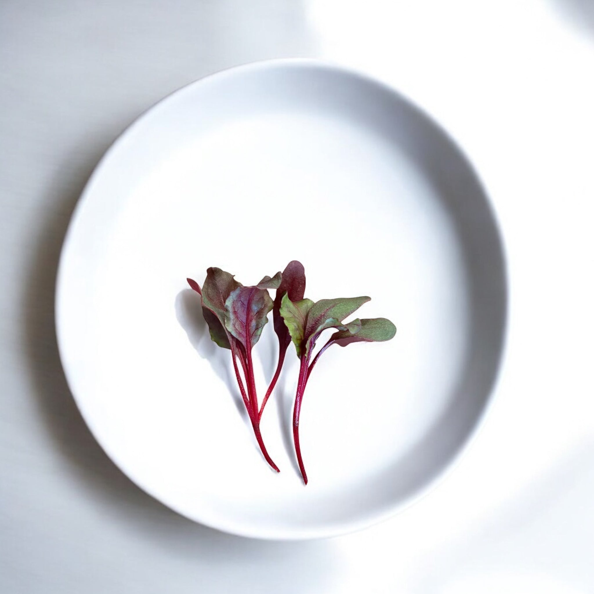 Early Wonder Beet microgreens — Casa Verde Microfarm