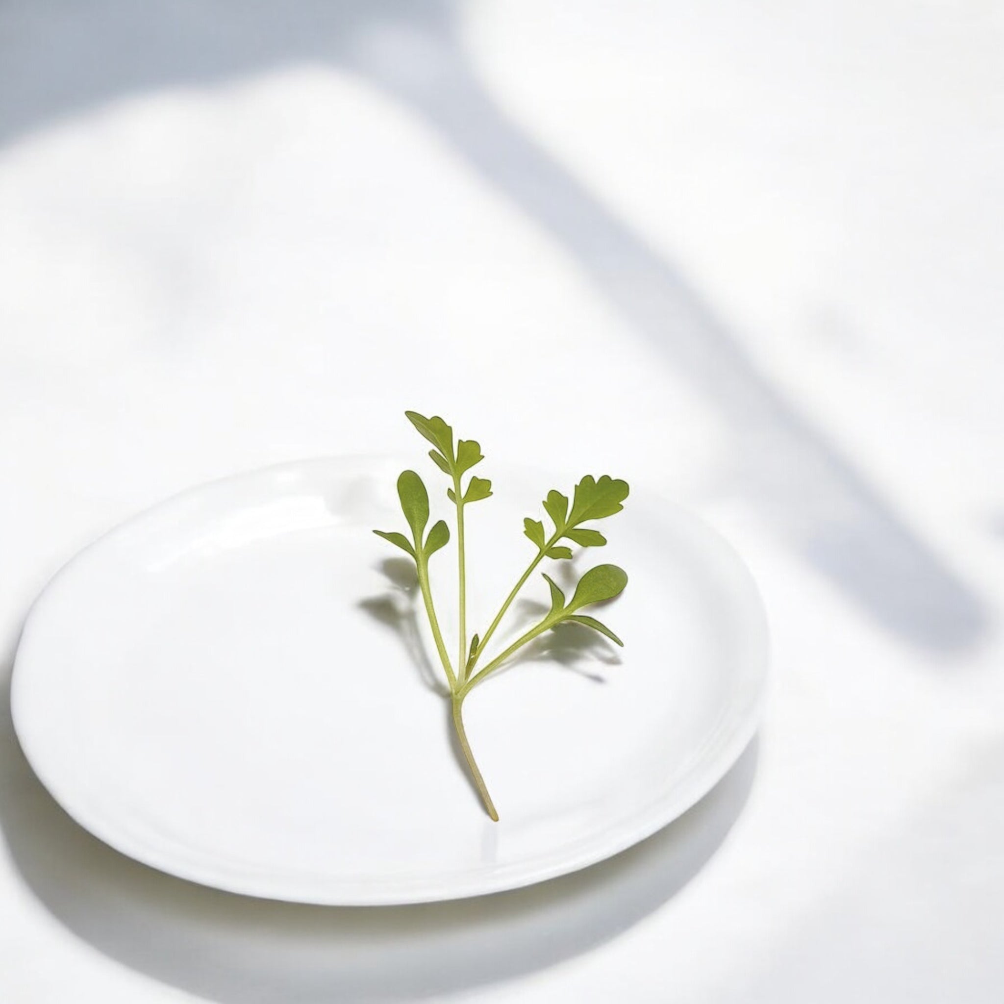 Cress microgreens — Casa Verde Microfarm