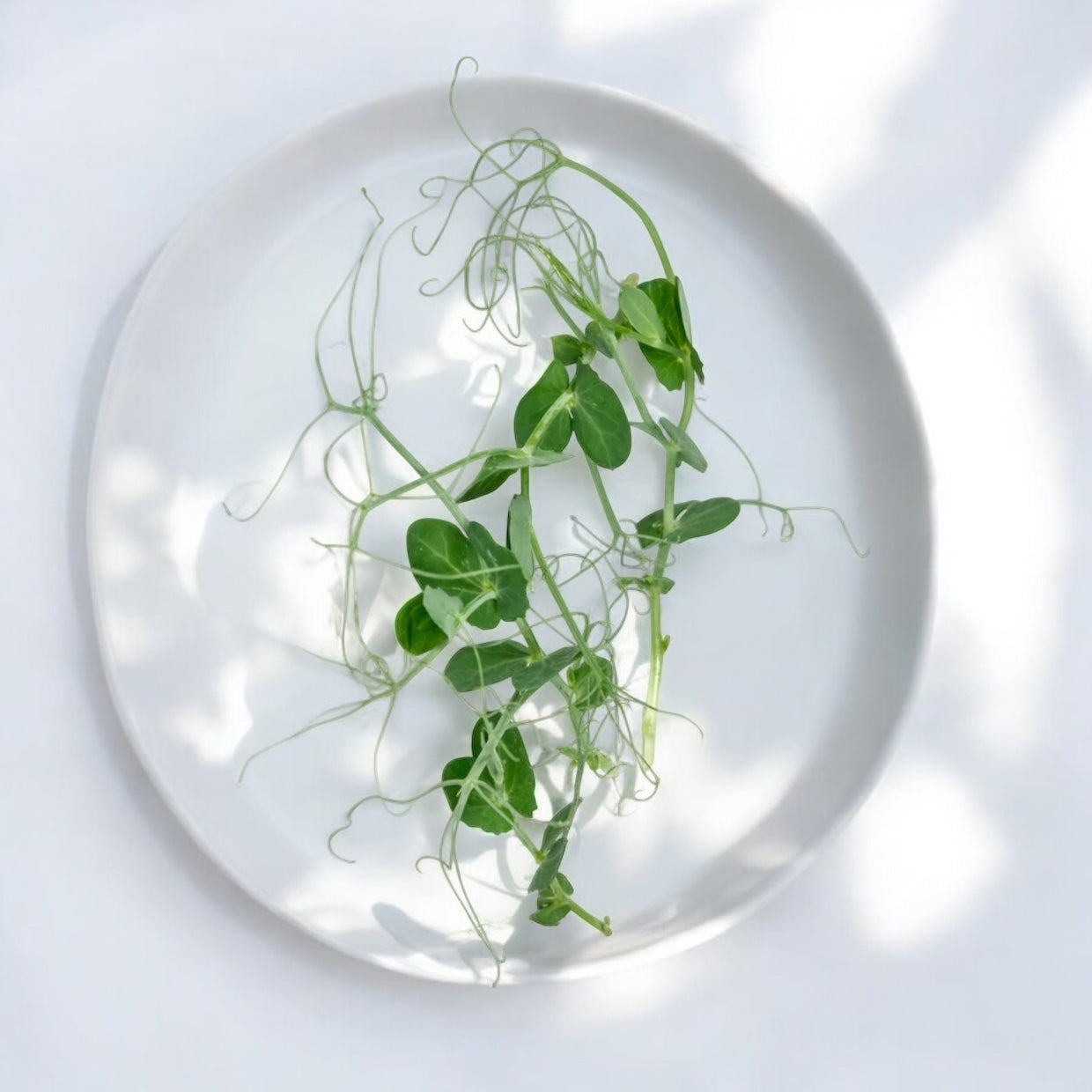Tendril Peas microgreens — Casa Verde Microfarm