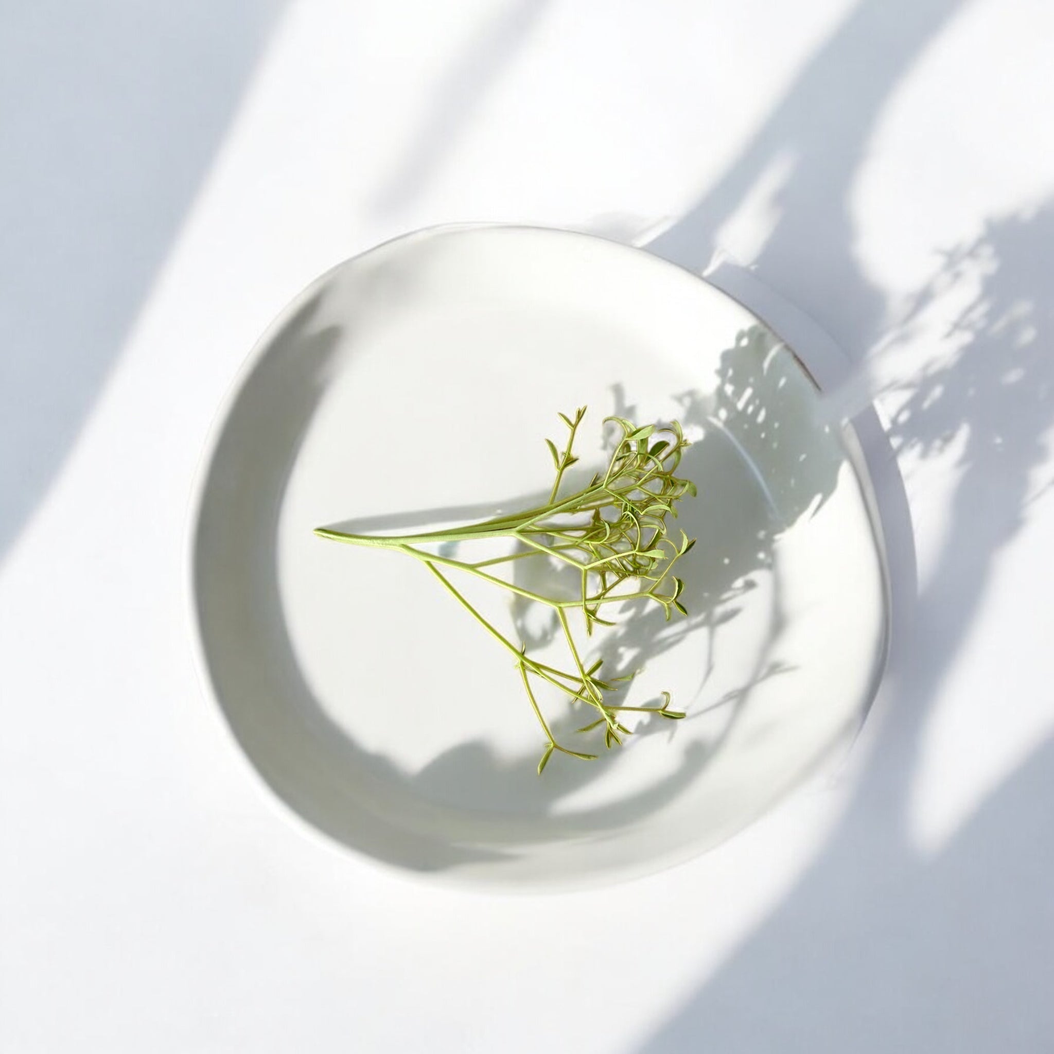 Parsley Pea microgreens — Casa Verde Microfarm