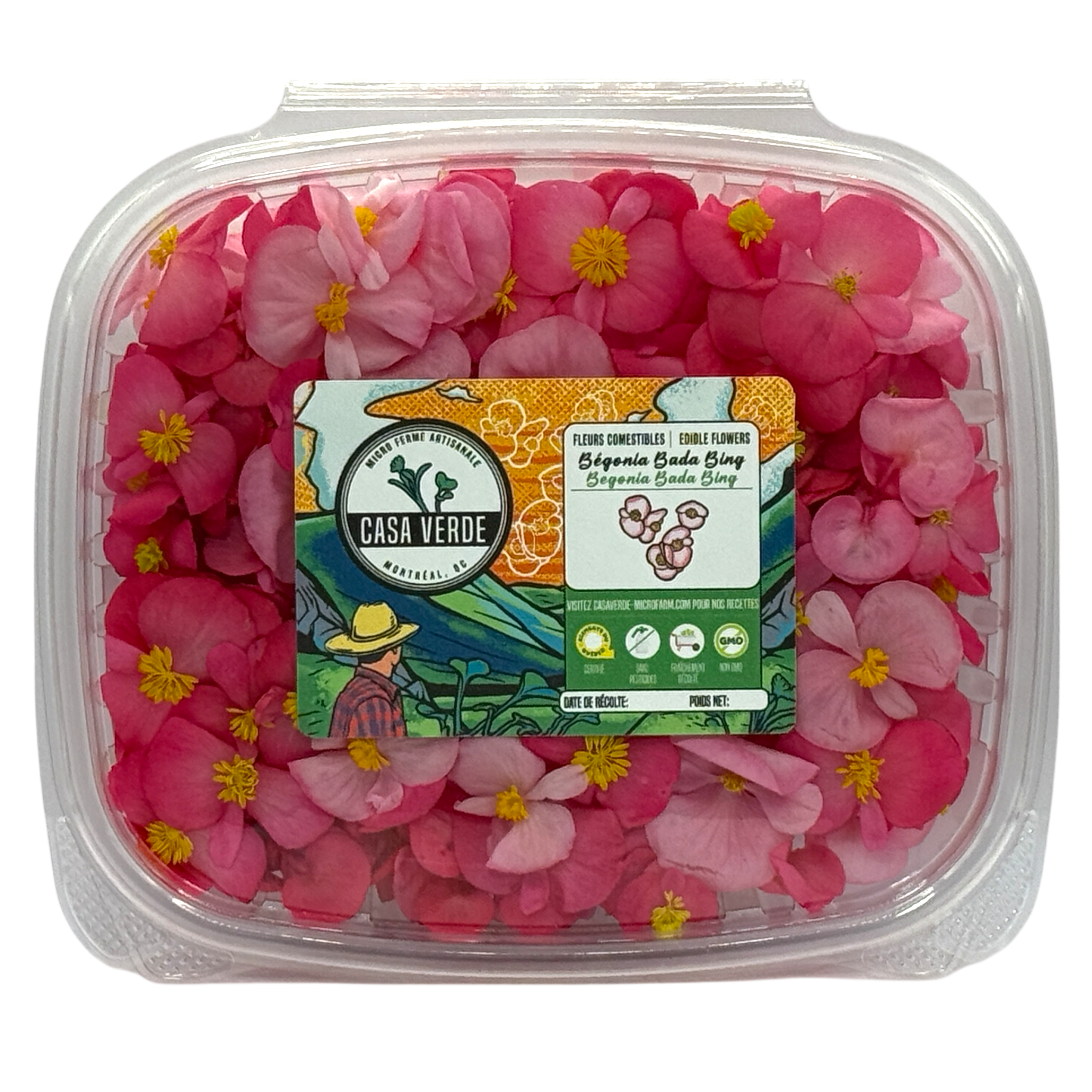 Begonia Edible Flowers microgreens — Casa Verde Microfarm