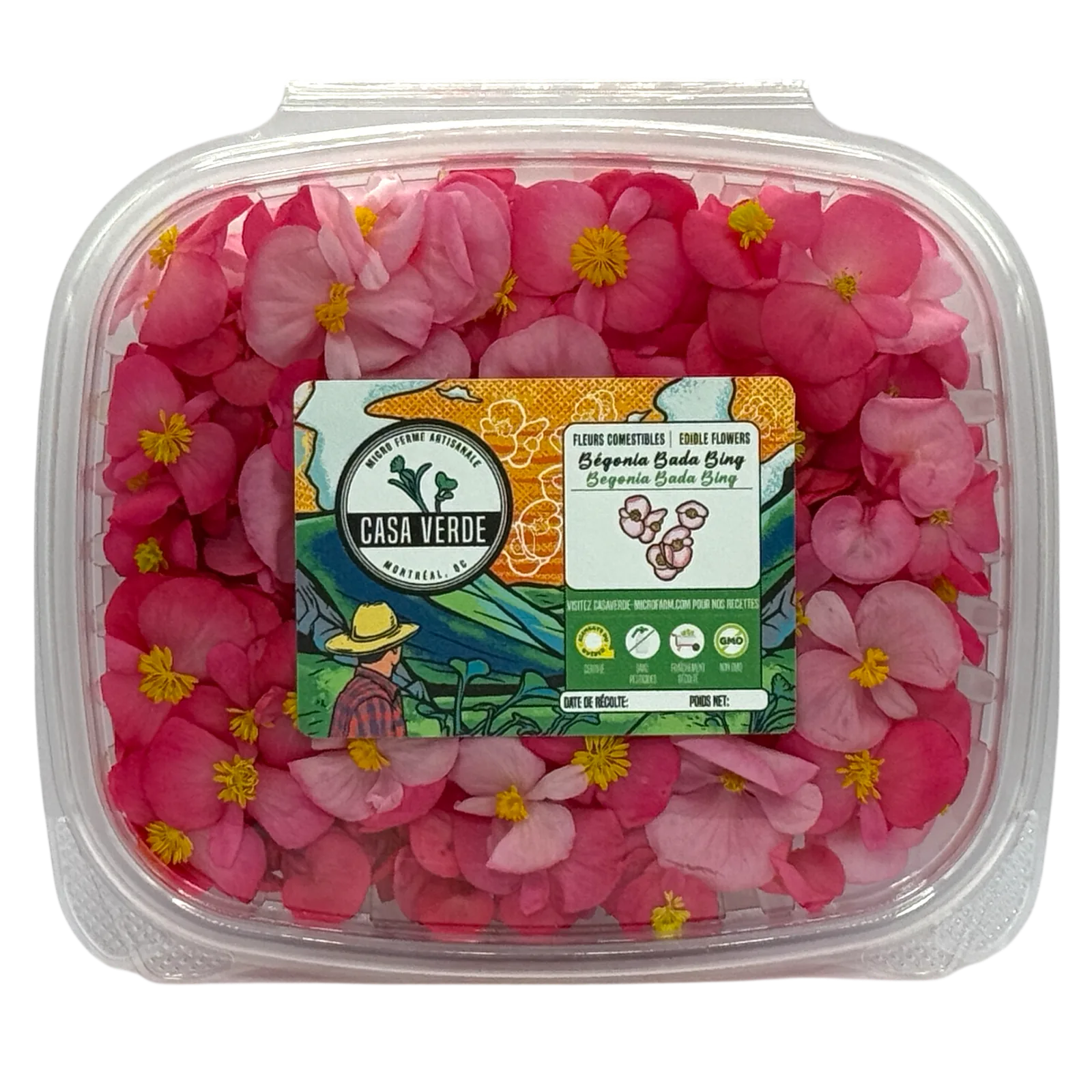 Begonia Edible Flowers microgreens — Casa Verde Microfarm