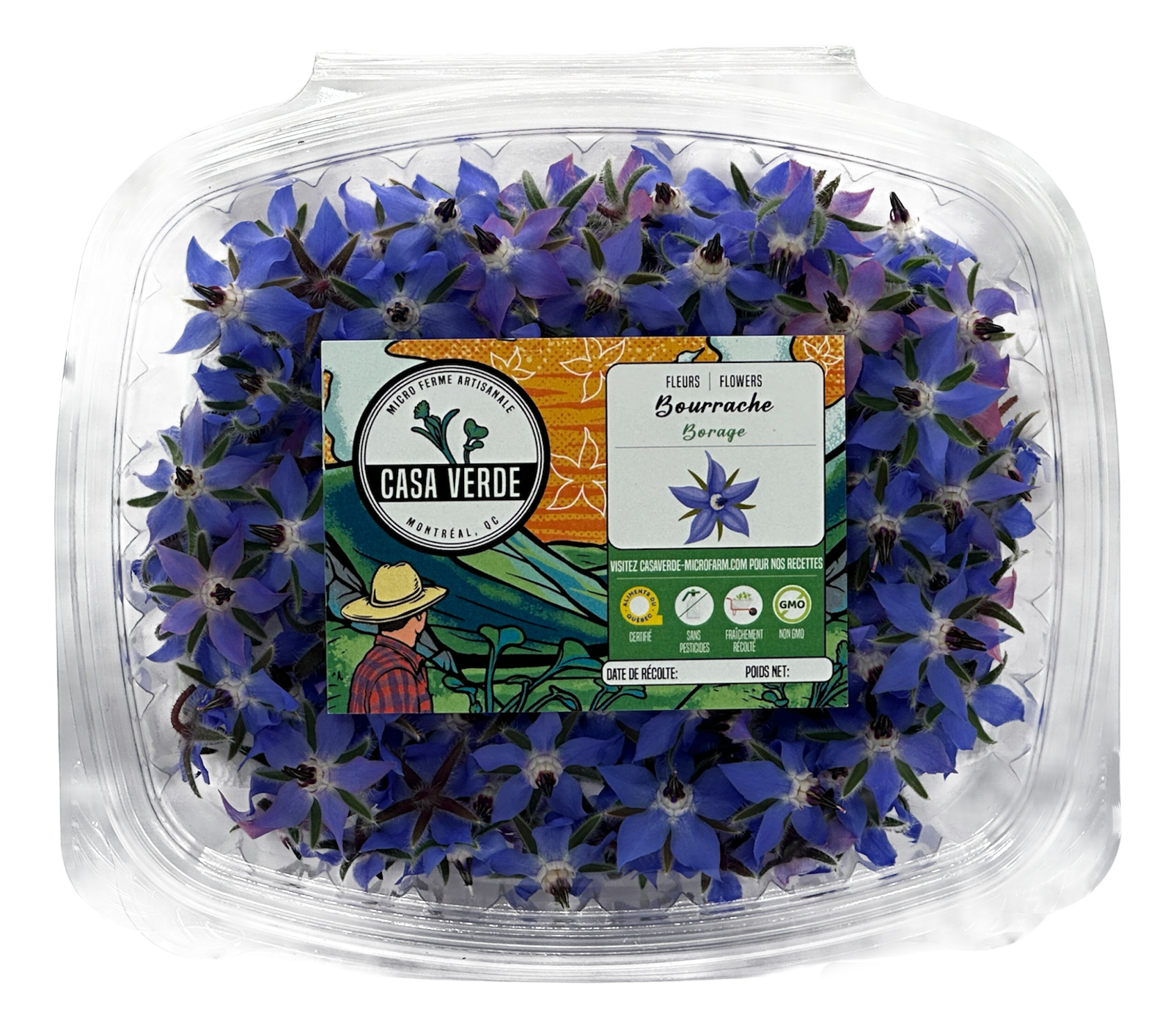 Borage Edible Flowers microgreens — Casa Verde Microfarm