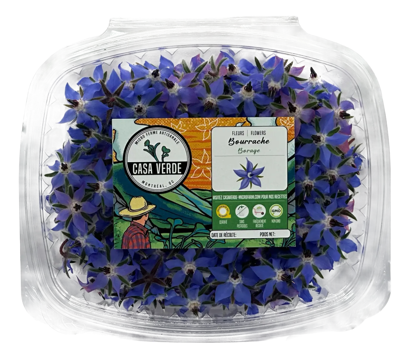 Borage Edible Flowers microgreens — Casa Verde Microfarm