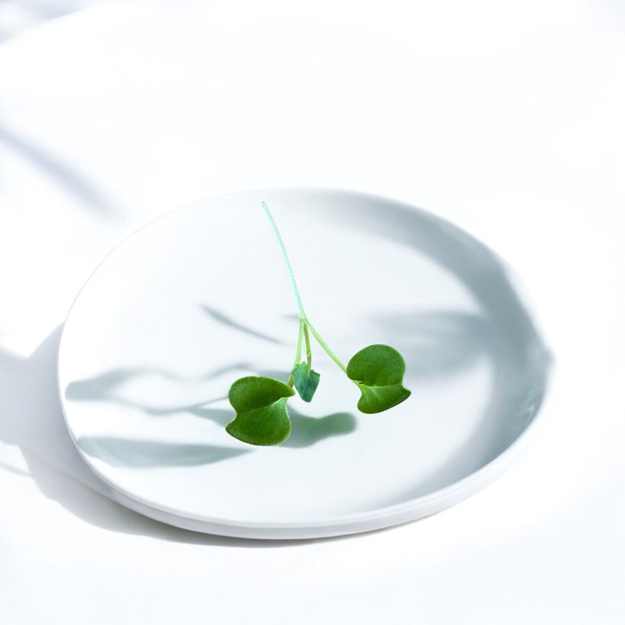 Broccoli microgreens — Casa Verde Microfarm