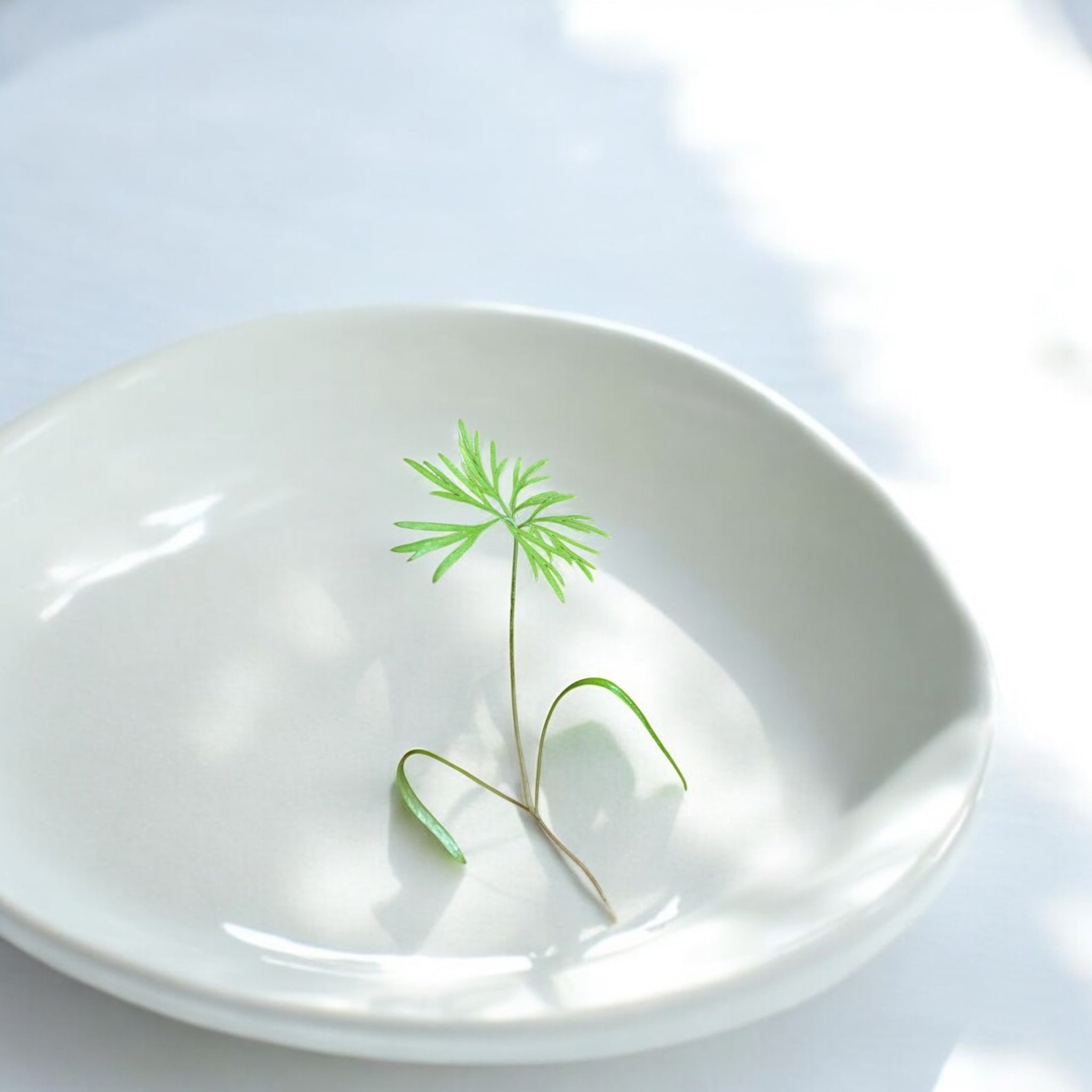 Dill microgreens — Casa Verde Microfarm
