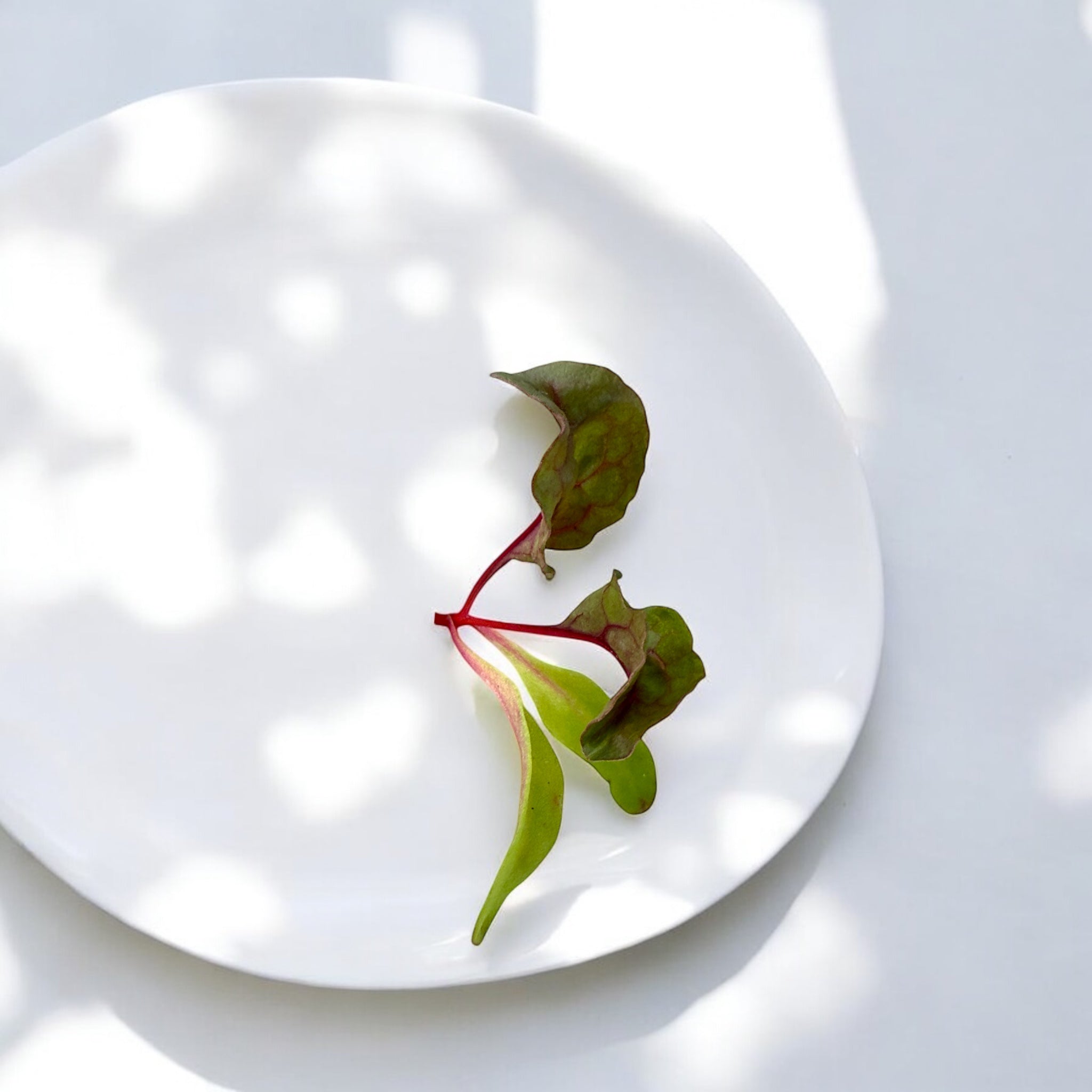 Red Swiss Chard microgreens — Casa Verde Microfarm