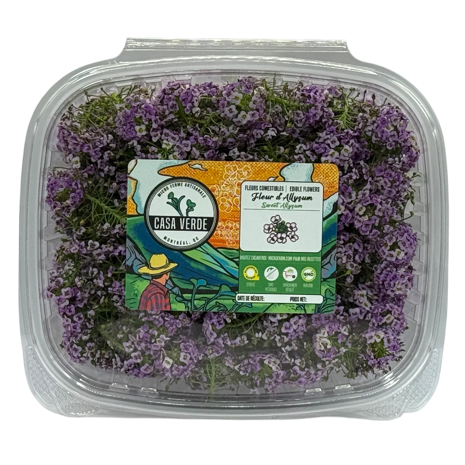 Sweet Alyssum Edible Flowers microgreens — Casa Verde Microfarm
